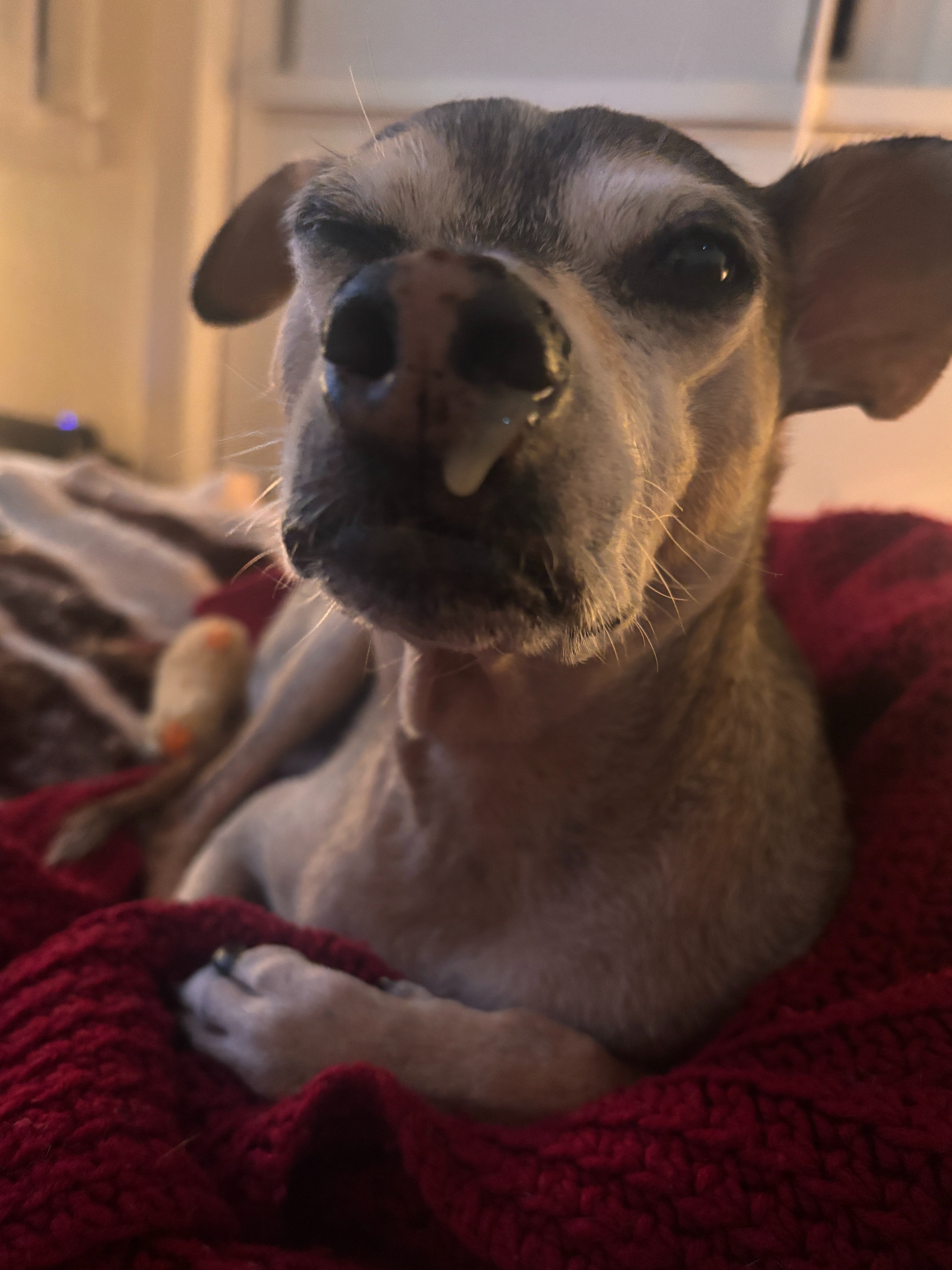 Help Arvo get essential diagnostic procedure! campaign photo, 5 of 8