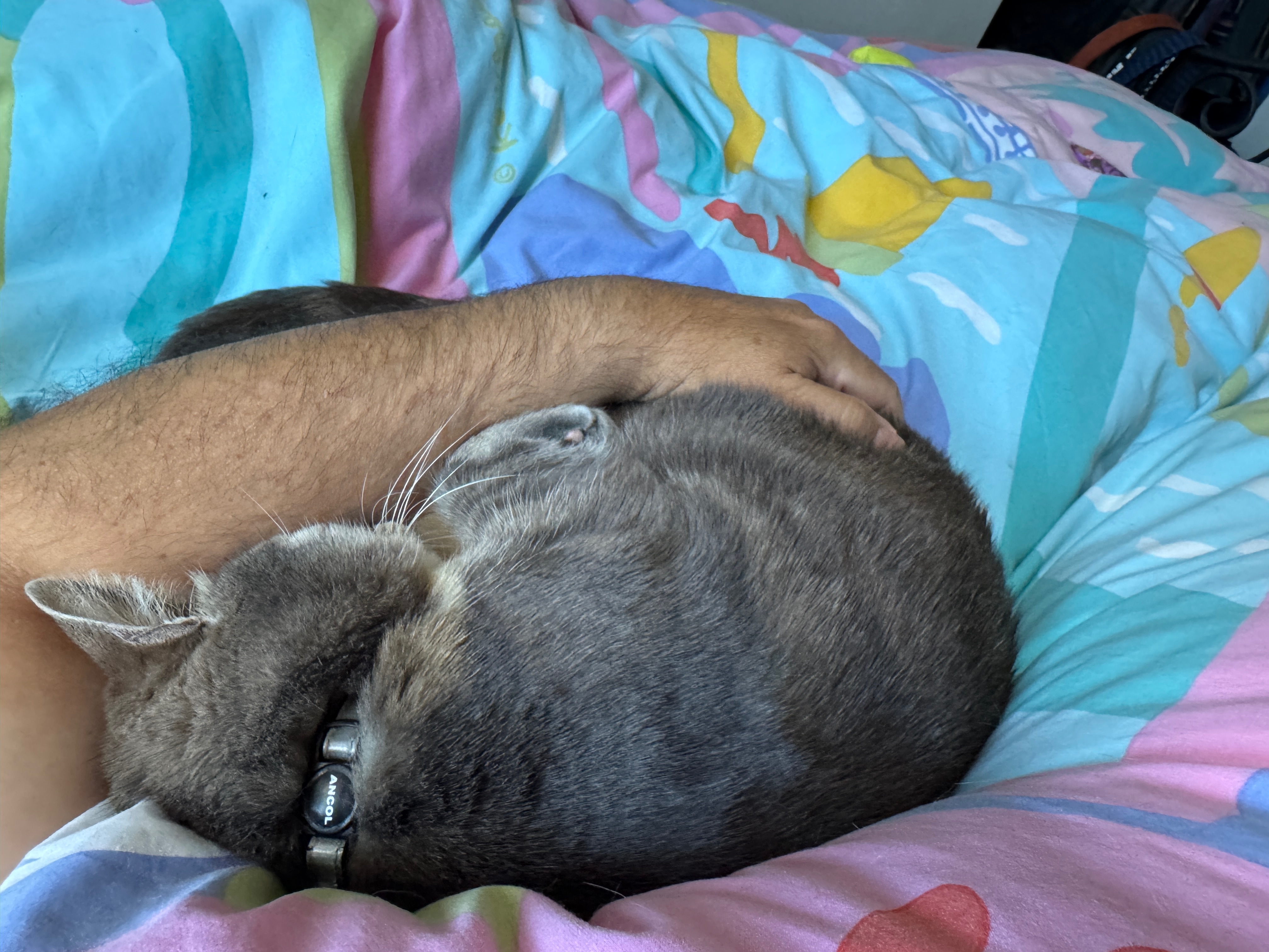 Urgent: £900 still needed to cover Cassey’s surgery costs campaign photo, 7 of 8