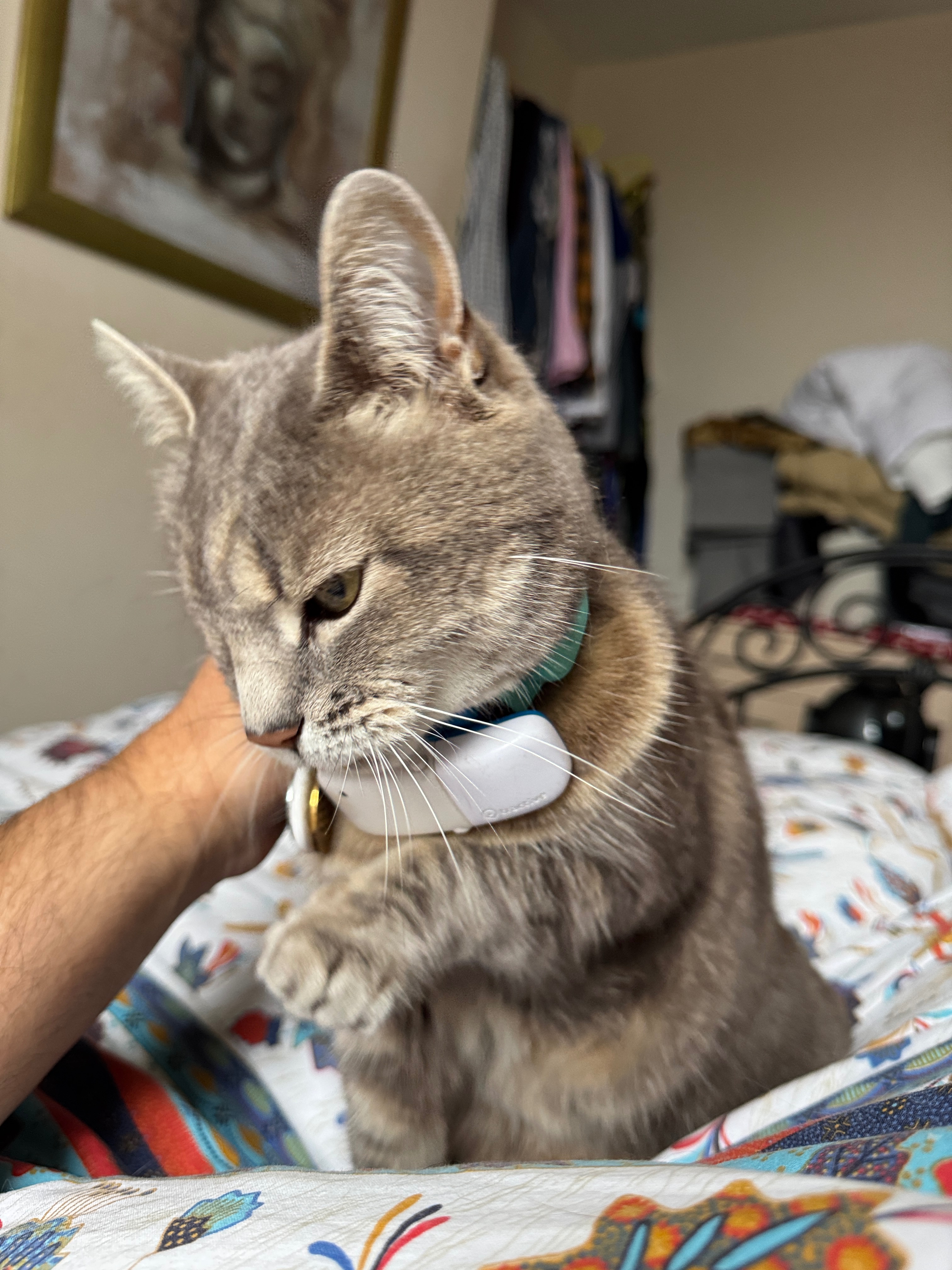 Urgent: £900 still needed to cover Cassey’s surgery costs campaign photo, 2 of 8