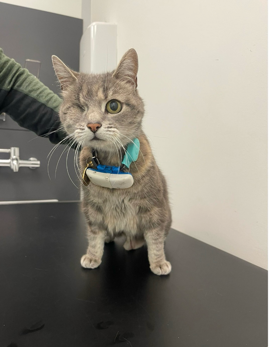 Urgent: £900 still needed to cover Cassey’s surgery costs campaign photo, 6 of 8