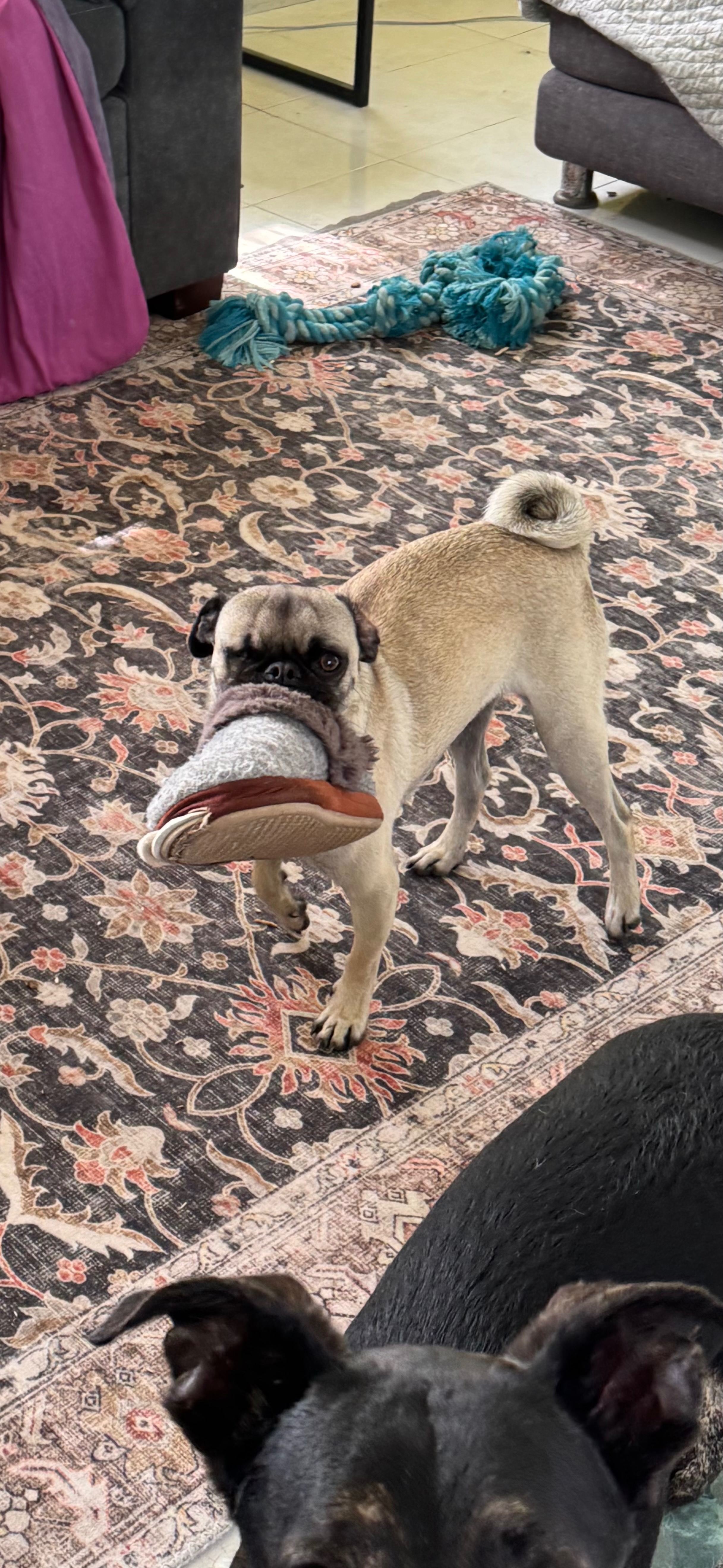 Help Petey Pug-a-Licious Heal and Find a Loving Home campaign photo, 7 of 8