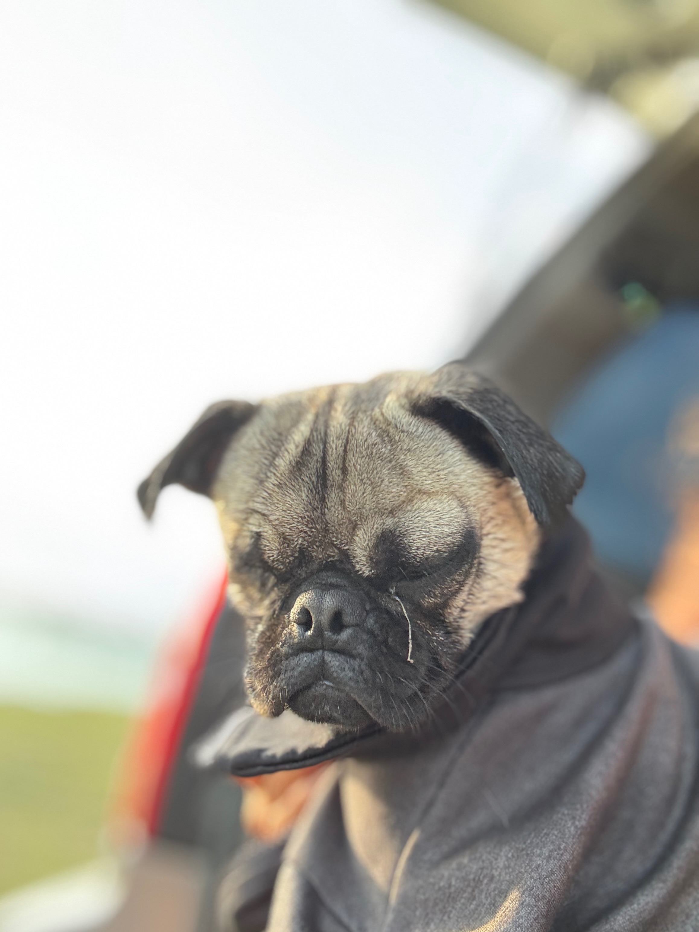 Help Petey Pug-a-Licious Heal and Find a Loving Home campaign photo, 2 of 8