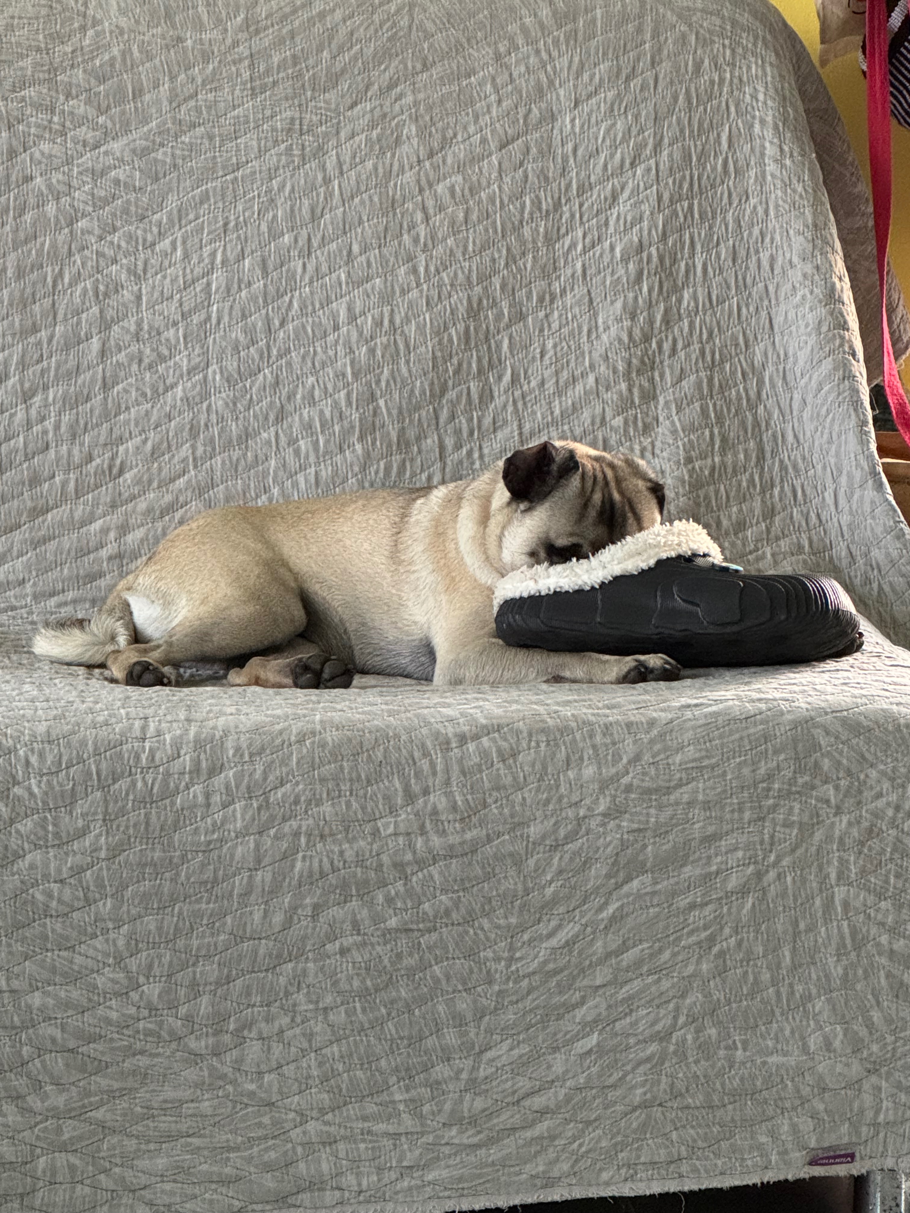 Help Petey Pug-a-Licious Heal and Find a Loving Home campaign photo, 4 of 8