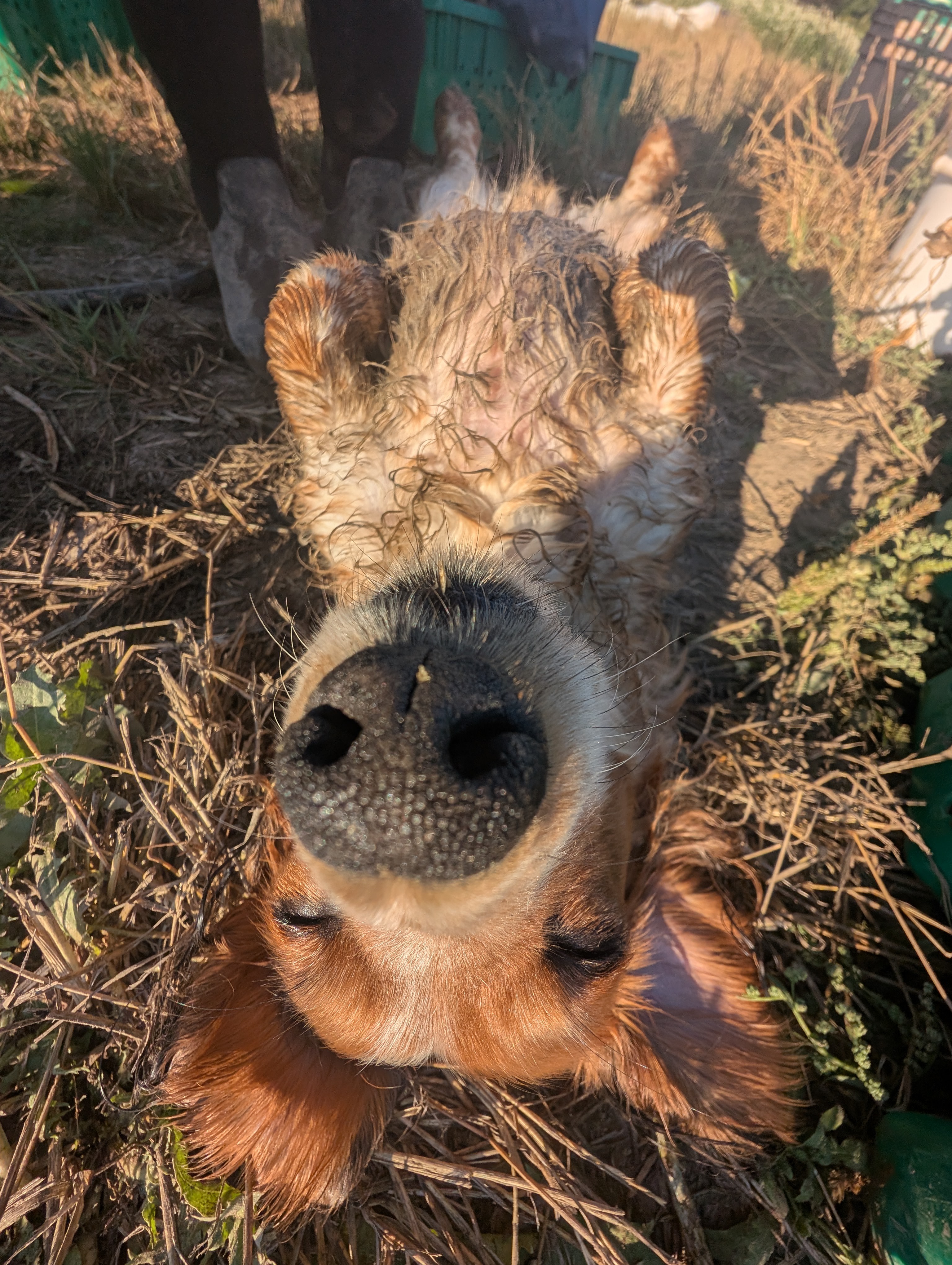 Donate To Finn's Urgent Neurological Care campaign photo, 5 of 6