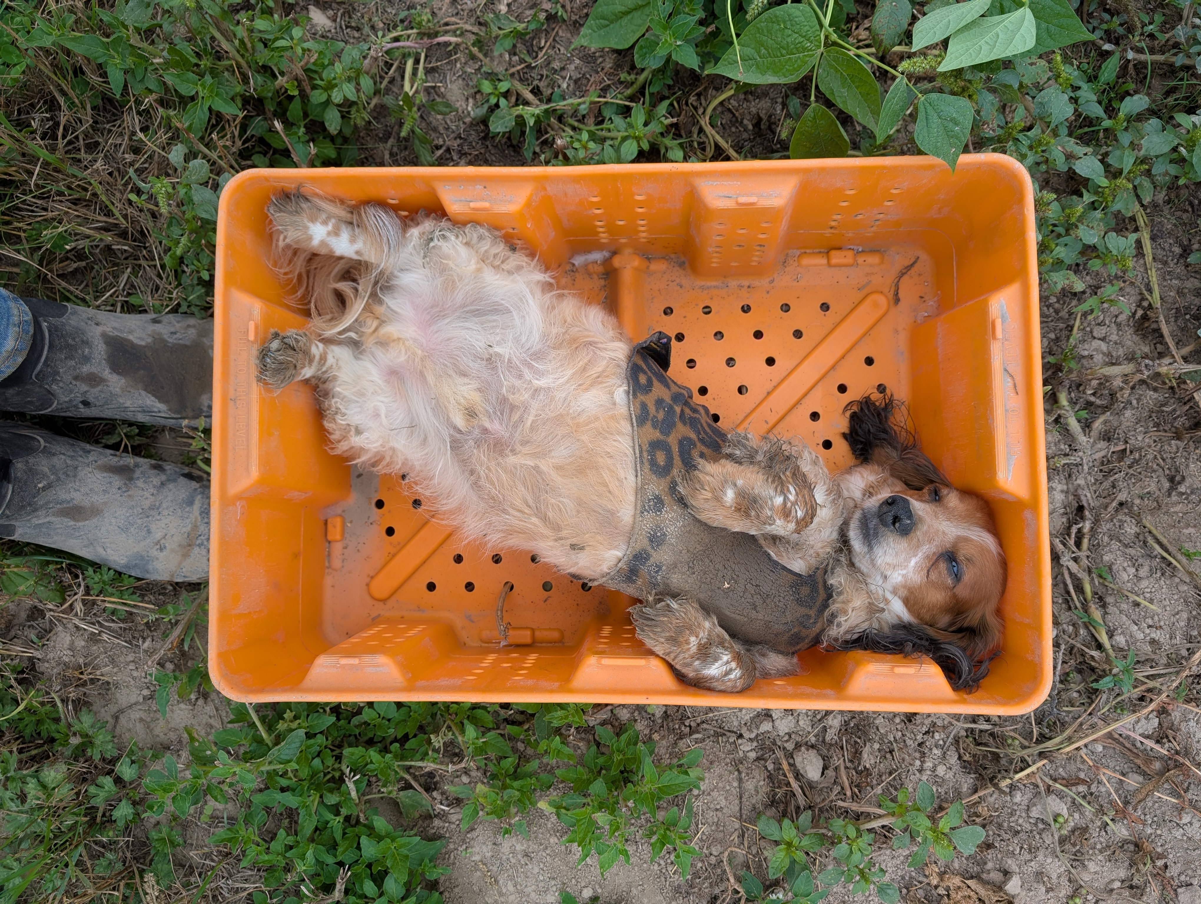 Donate To Finn's Urgent Neurological Care campaign photo, 2 of 6