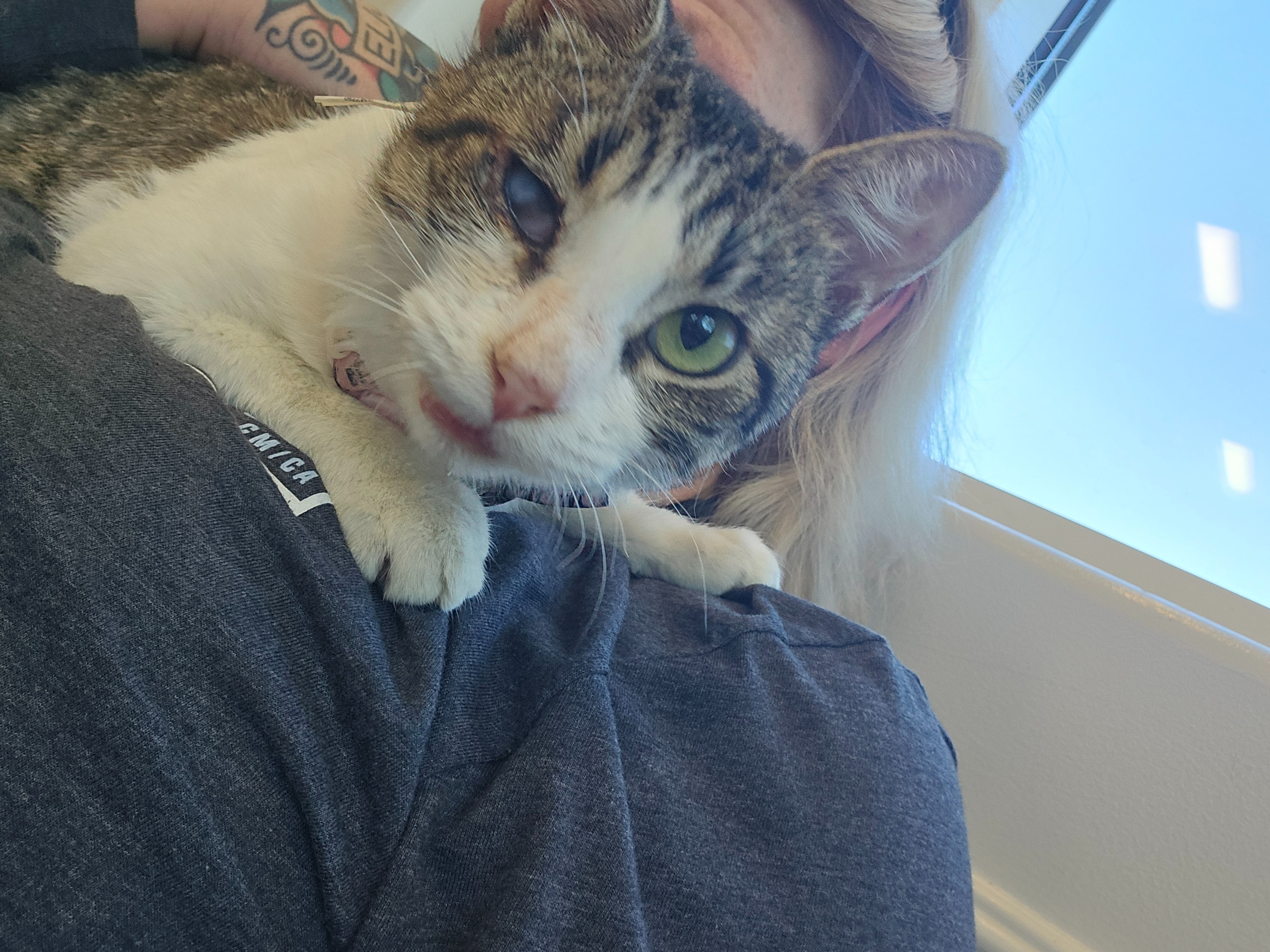 Please Help Scarlett!! Urgent Medical Fund campaign photo, 7 of 8