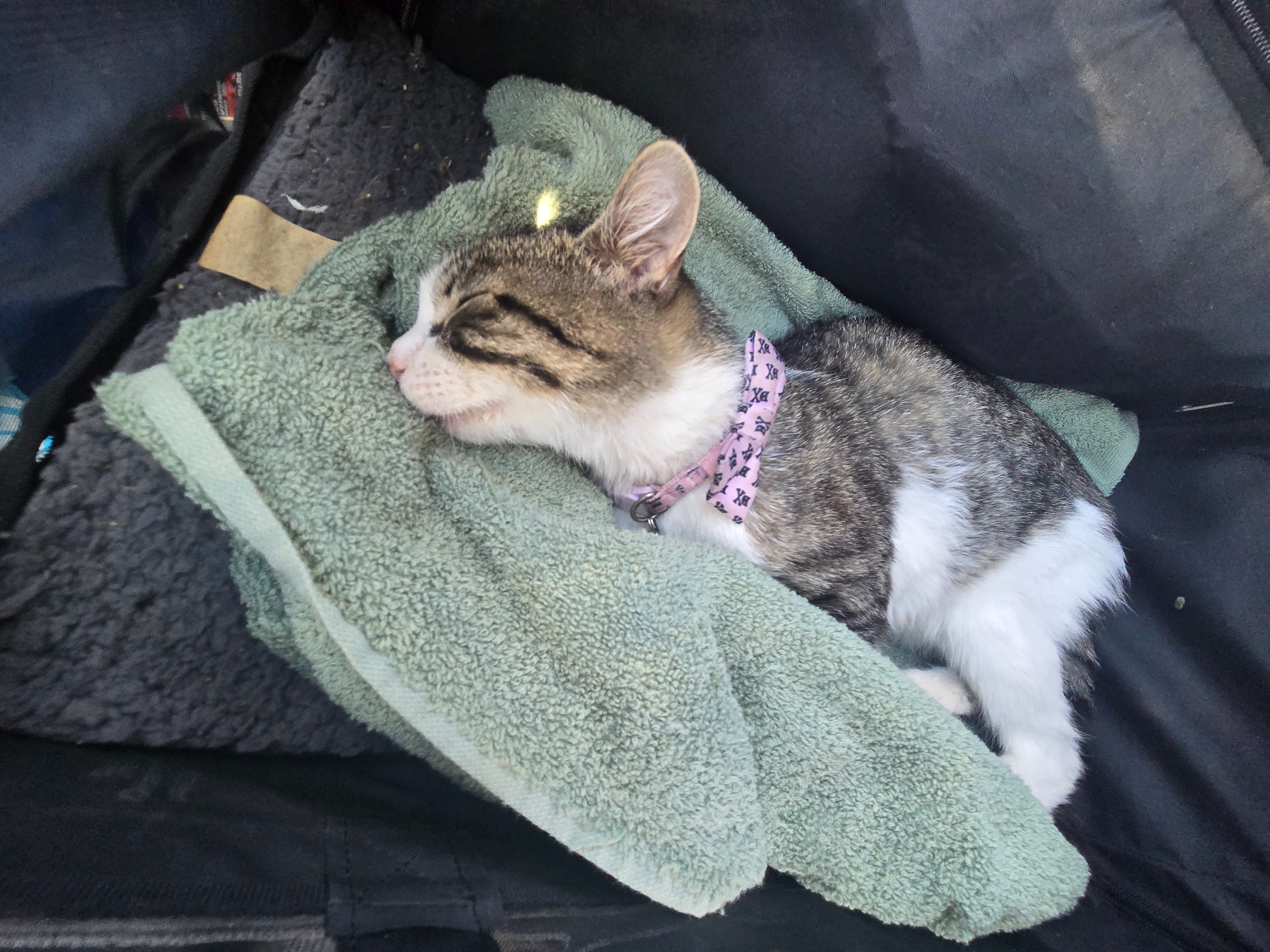 Please Help Scarlett!! Urgent Medical Fund campaign photo, 2 of 8