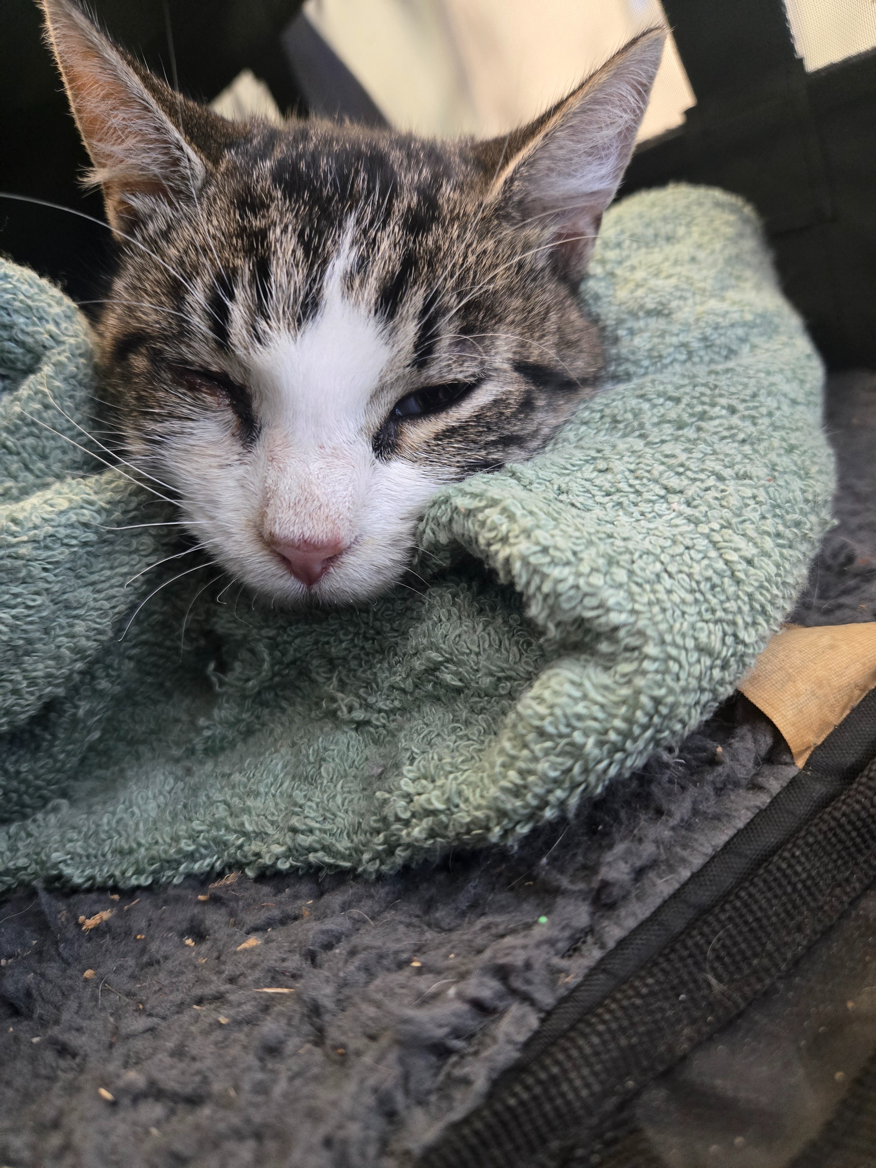 Please Help Scarlett!! Urgent Medical Fund campaign photo, 4 of 8