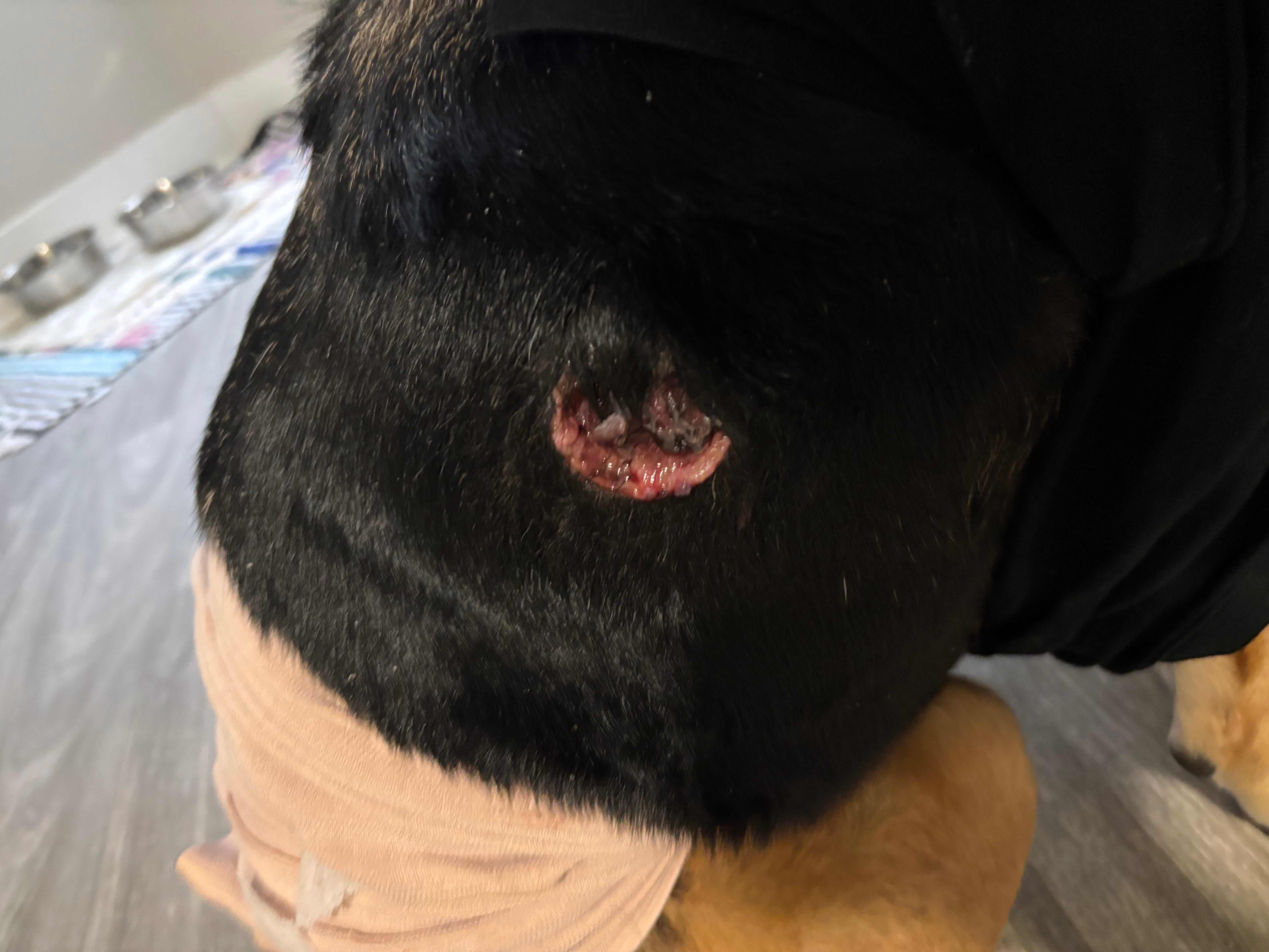 my dog needs medical attention ! campaign photo, 4 of 7