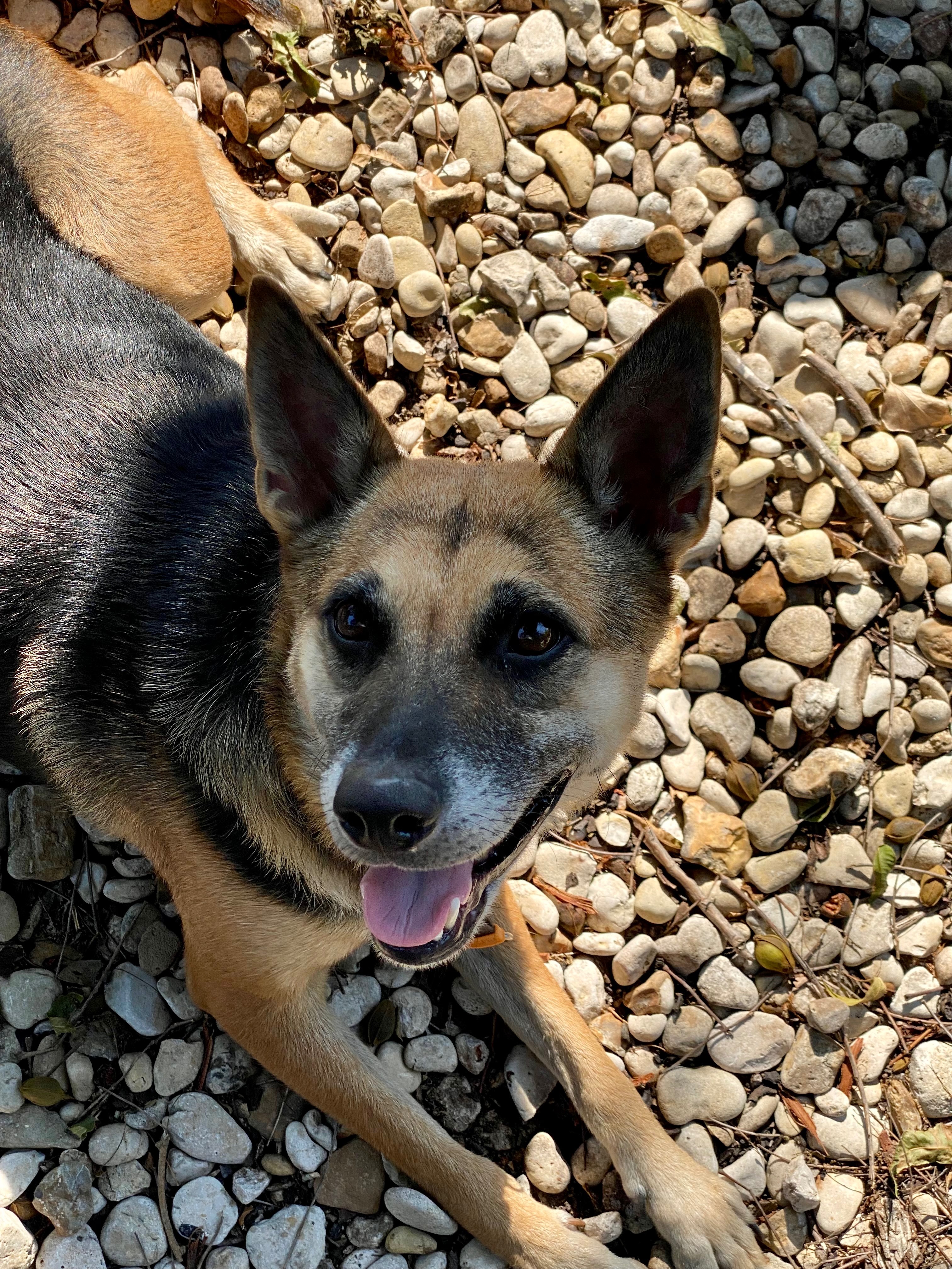 my dog needs medical attention ! campaign photo, 5 of 7