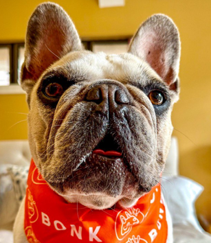 Donate to ALL 4 ANIMALS RESCUE INC campaign photo, 2 of 6