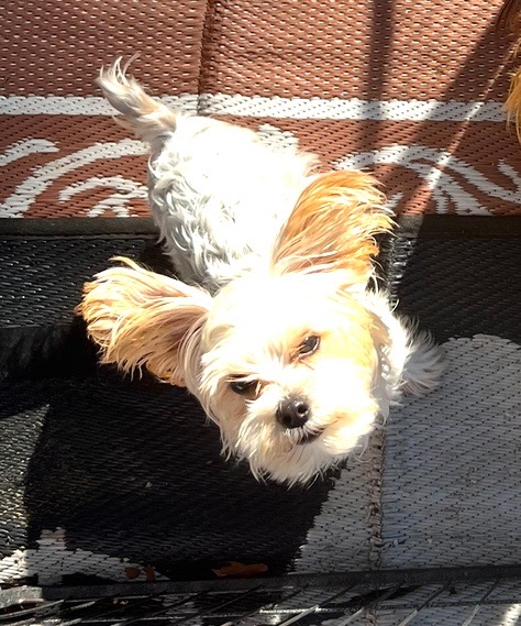 Help Lucifer Recover from Emergency Illness campaign photo, 7 of 8