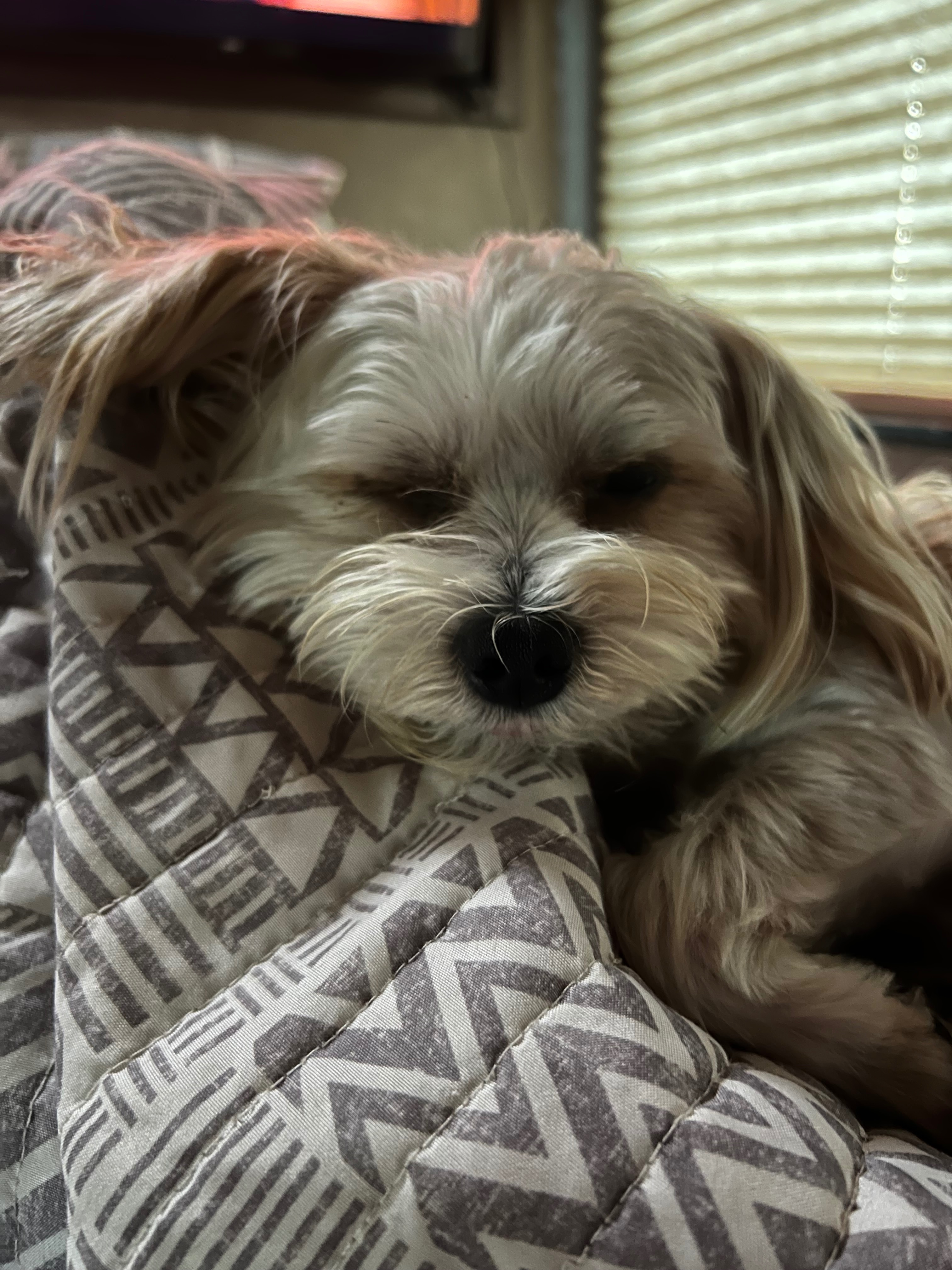 Help Lucifer Recover from Emergency Illness campaign photo, 5 of 8