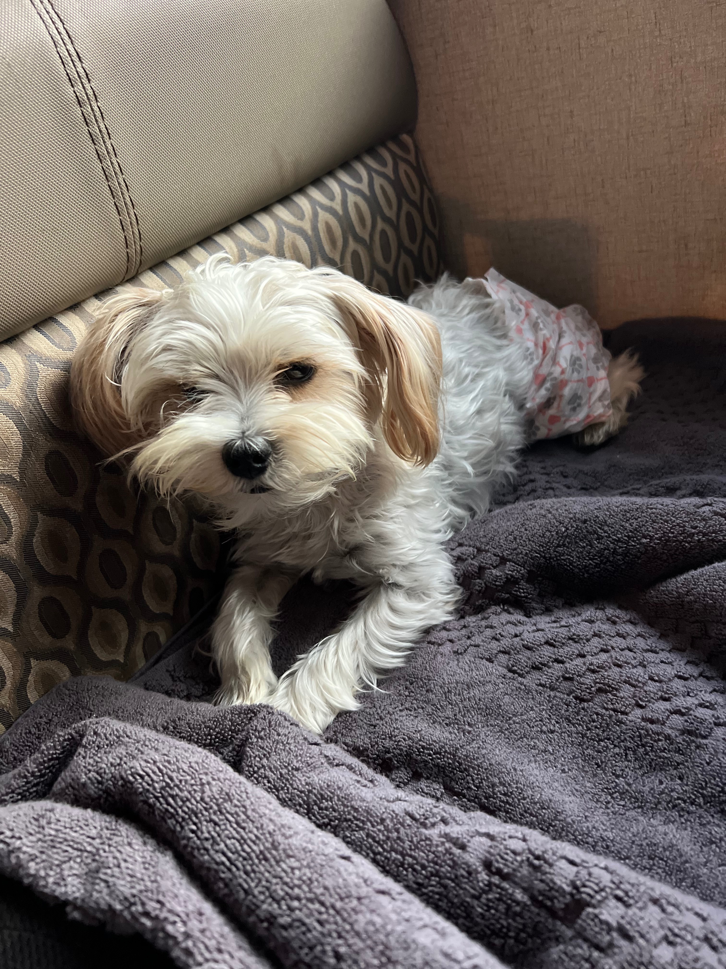 Help Lucifer Recover from Emergency Illness campaign photo, 6 of 8