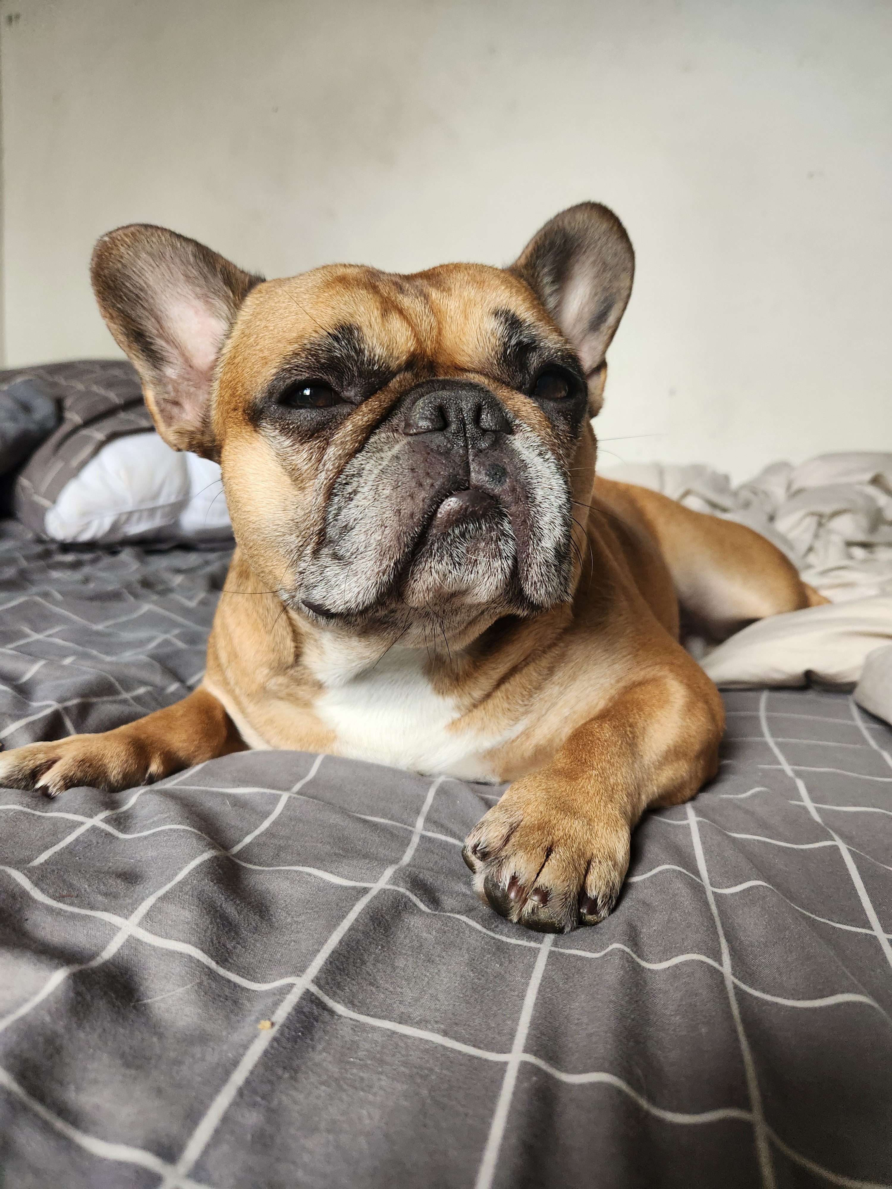 Save Grimly: Urgent Surgery Needed campaign photo, 2 of 8