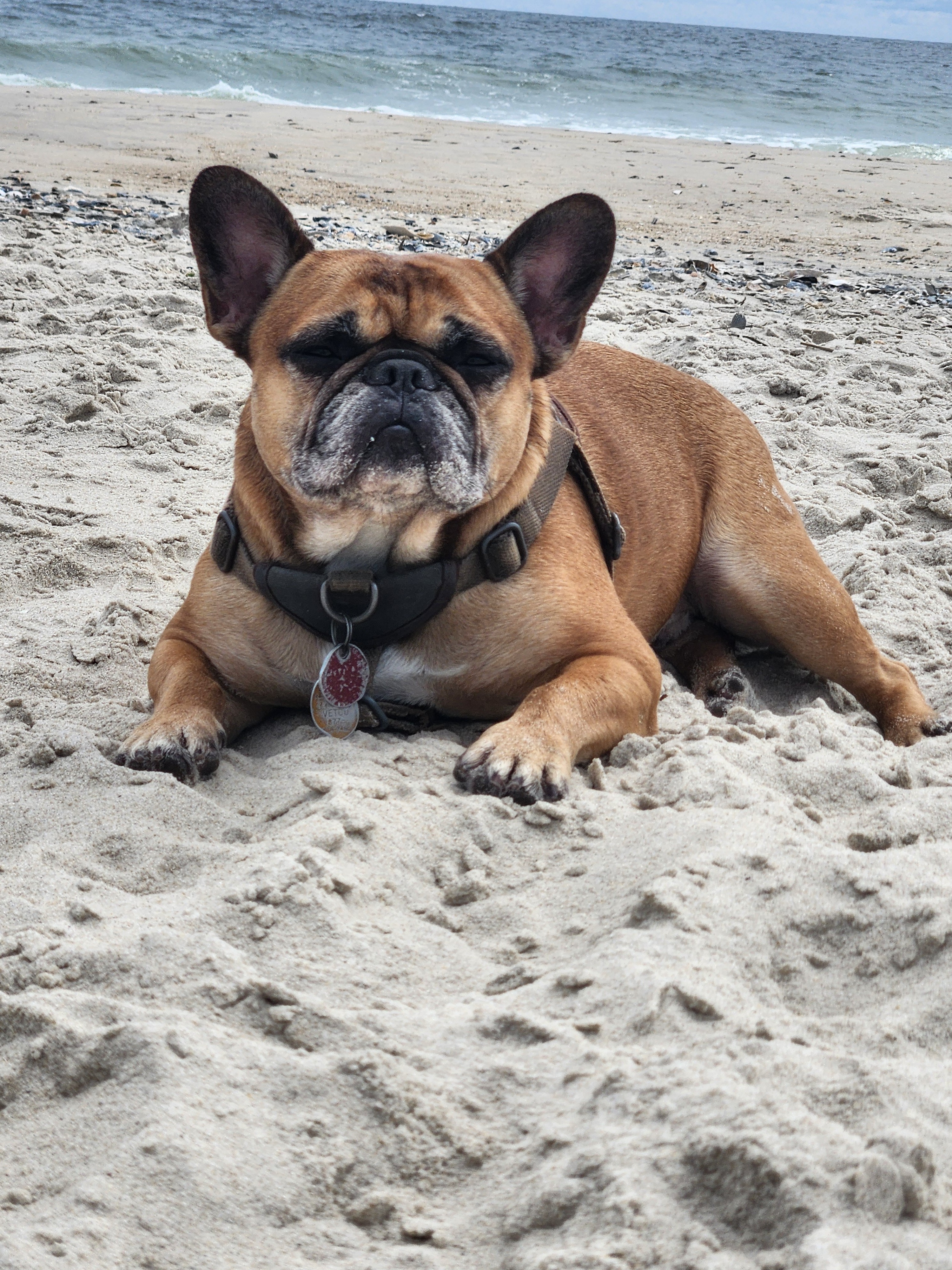 Save Grimly: Urgent Surgery Needed campaign photo, 6 of 8