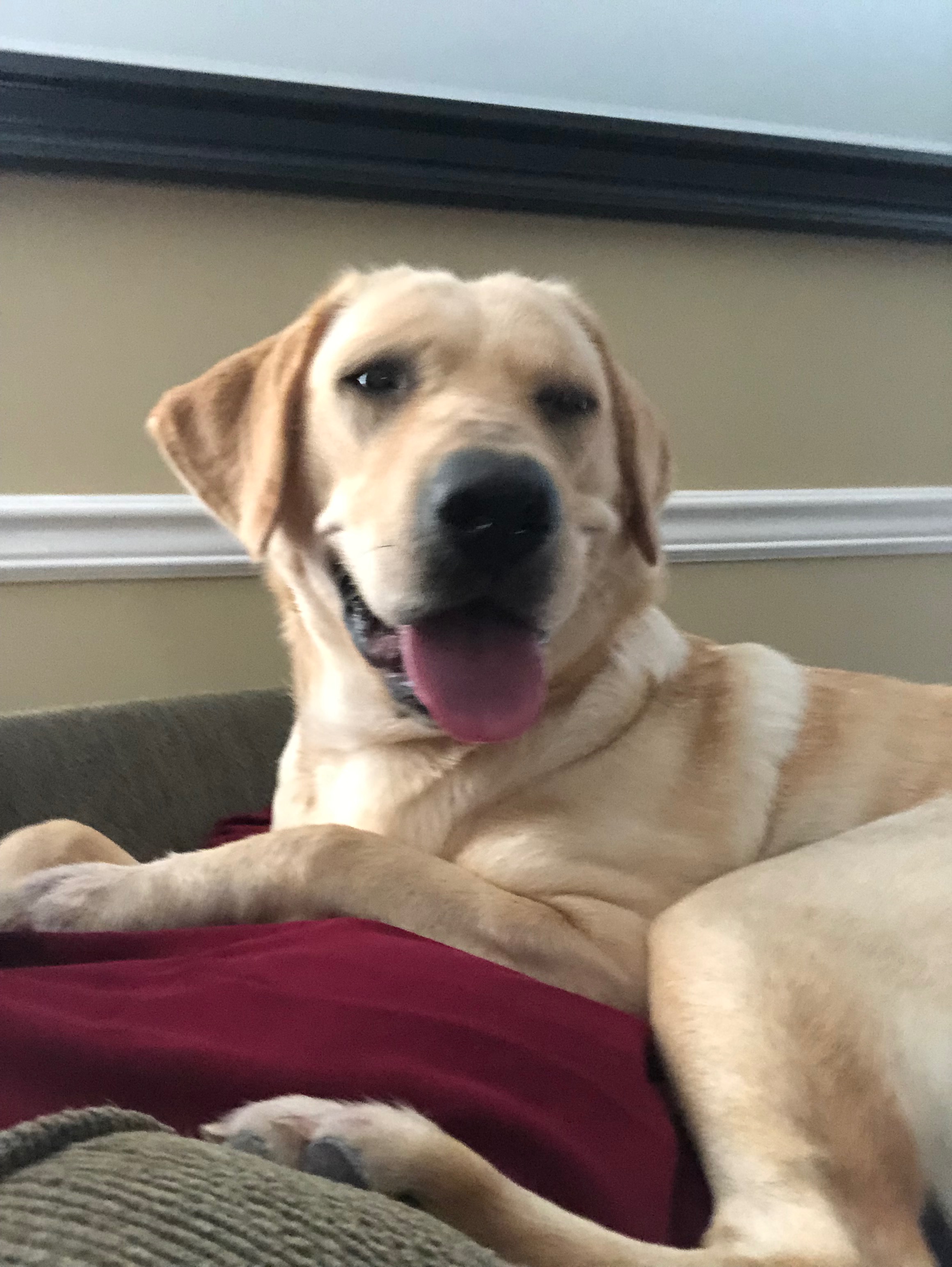 Support Lucy's Emergency Surgery Fund campaign photo, 7 of 8