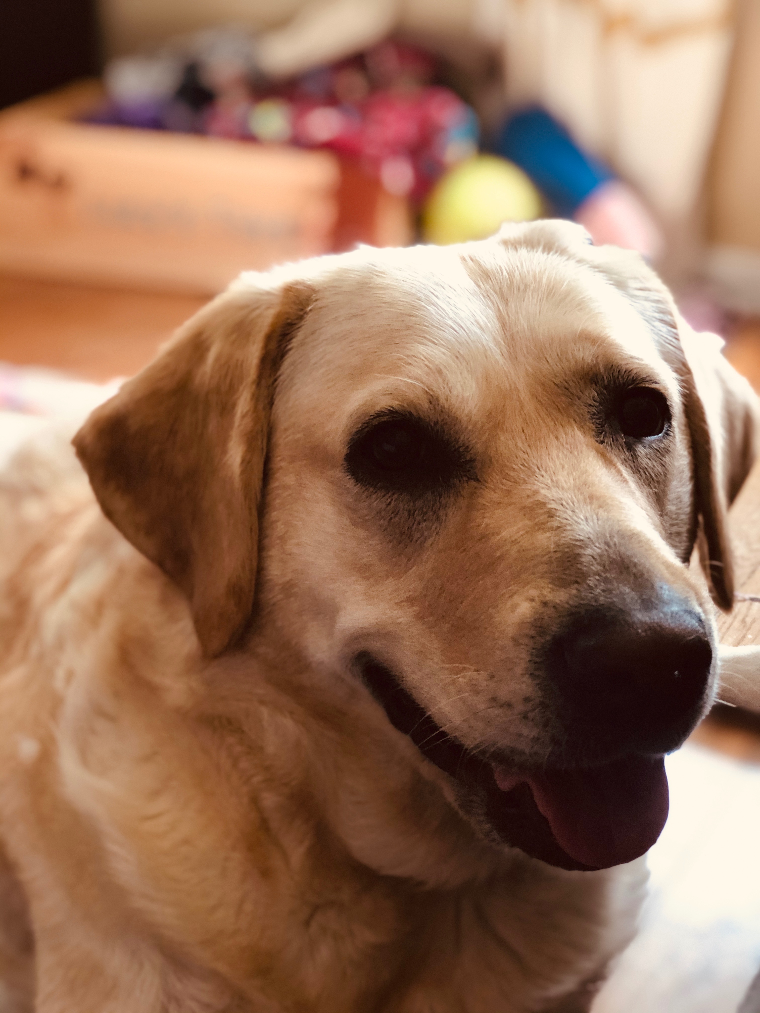 Support Lucy's Emergency Surgery Fund campaign photo, 4 of 8