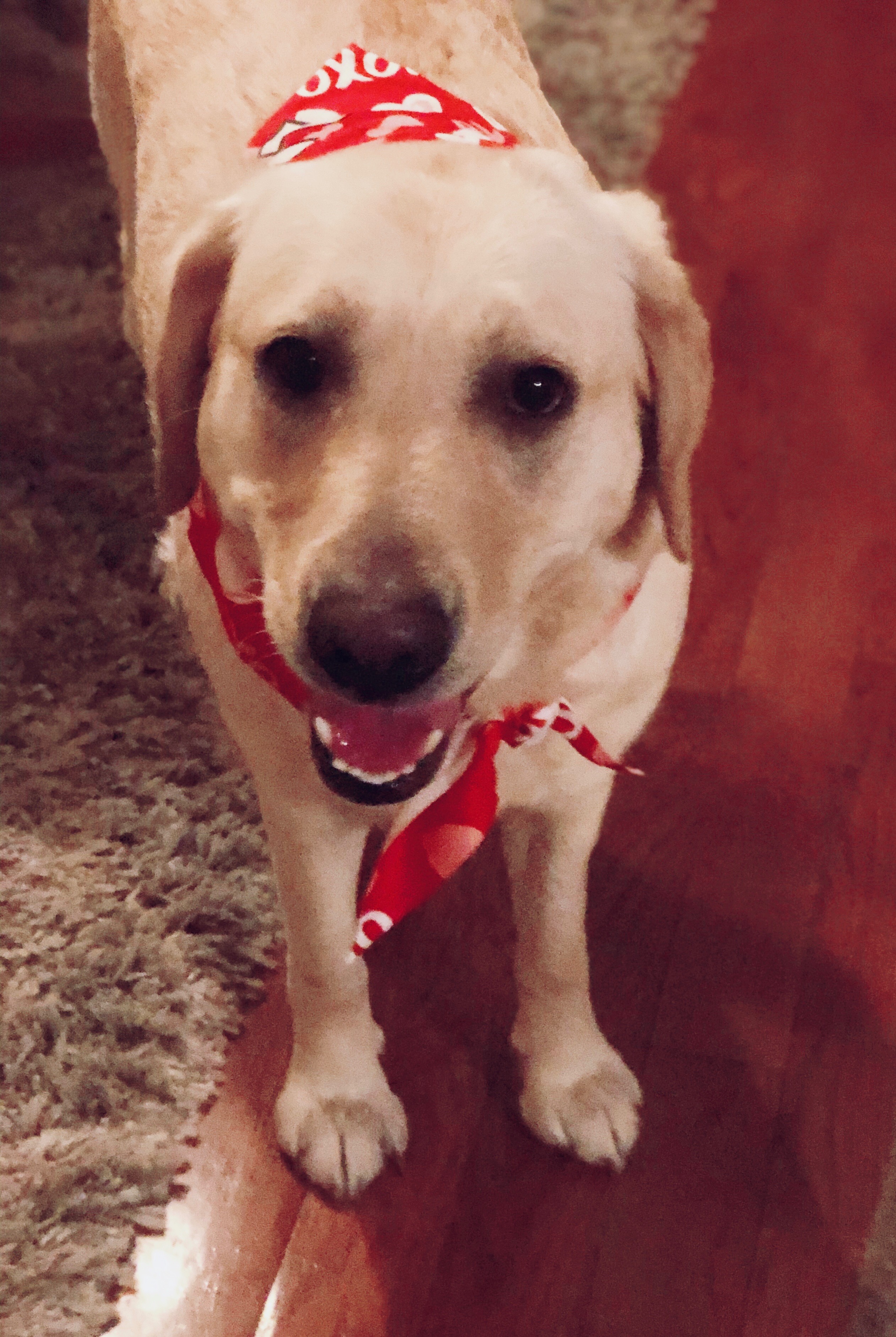 Support Lucy's Emergency Surgery Fund campaign photo, 5 of 8