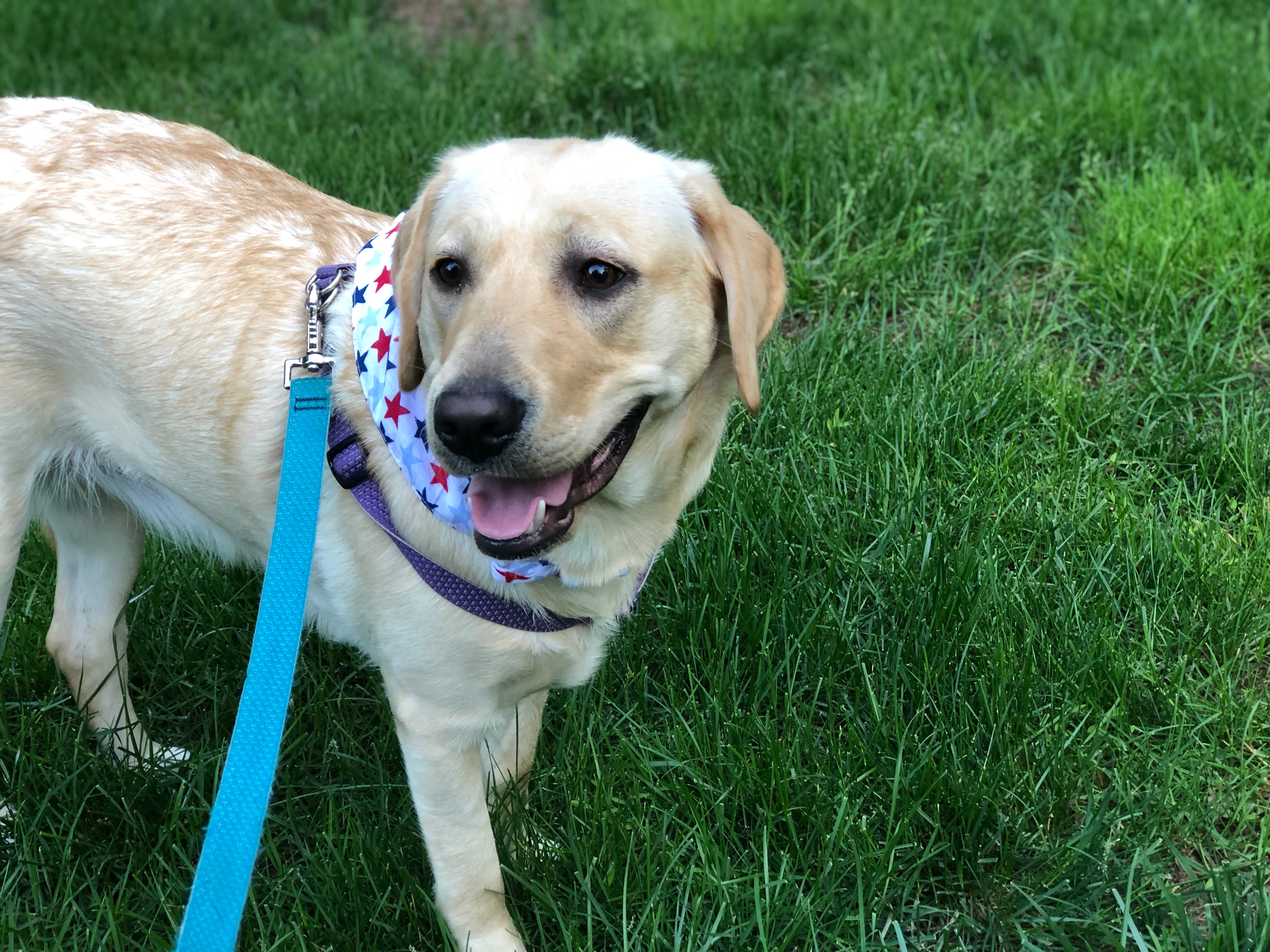 Support Lucy's Emergency Surgery Fund campaign photo, 6 of 8