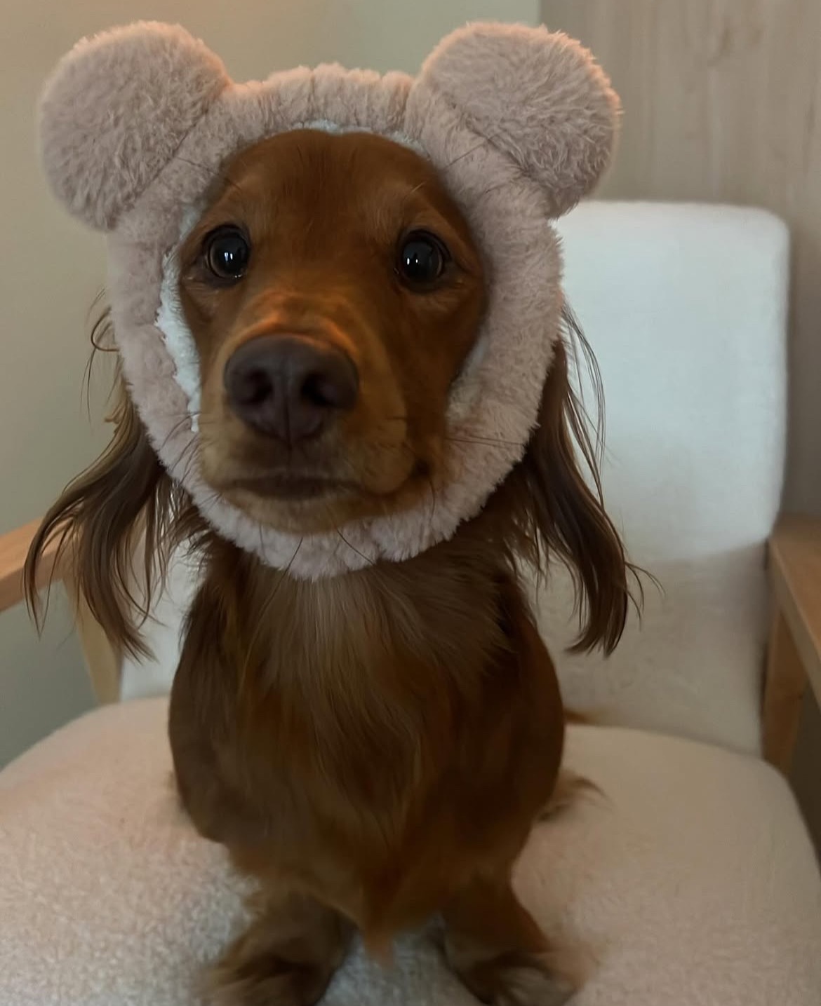 Help Our Brave Little Dachshund, Get Life Changing Surgery campaign photo, 4 of 5