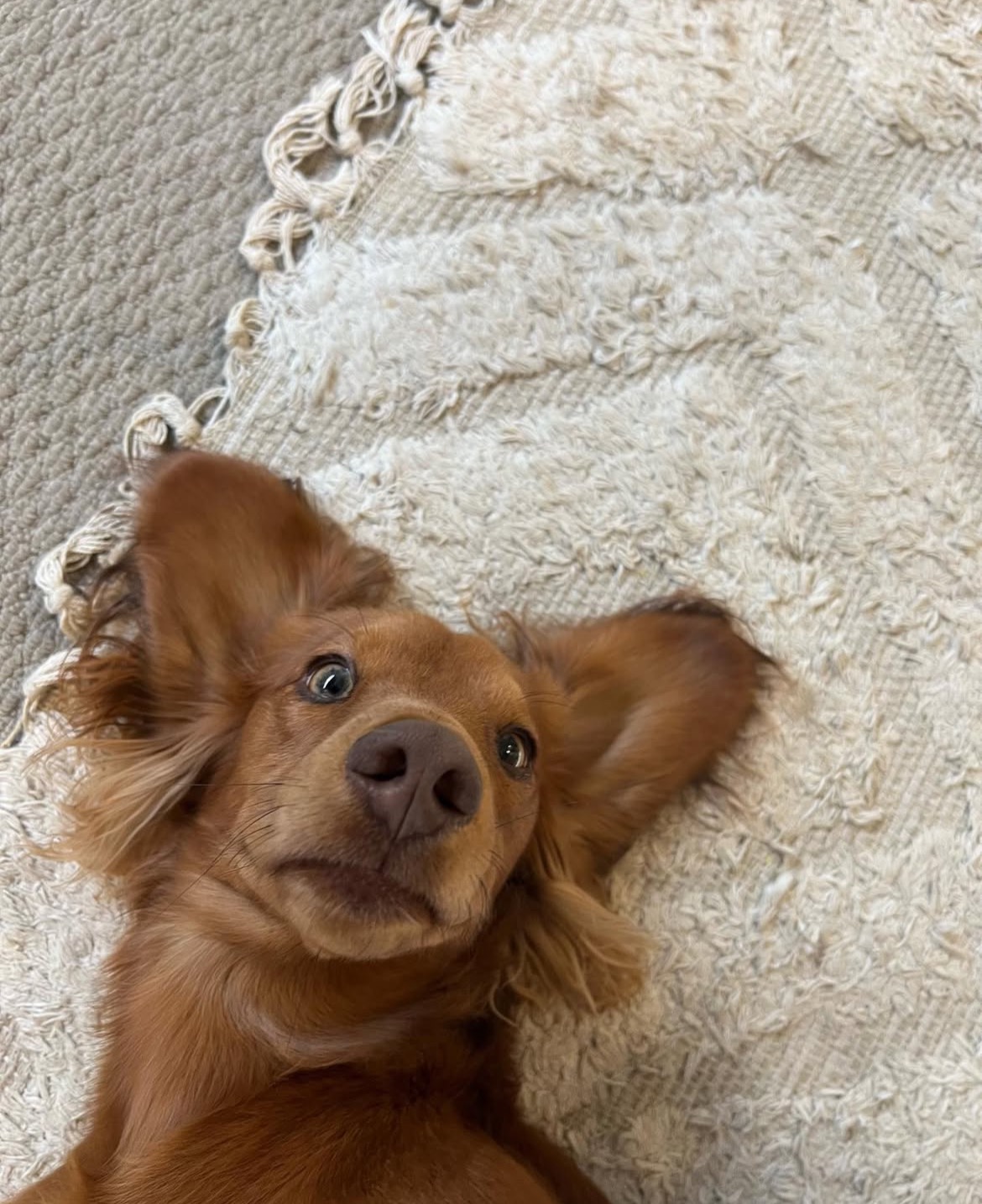 Help Our Brave Little Dachshund, Get Life Changing Surgery campaign photo, 2 of 5