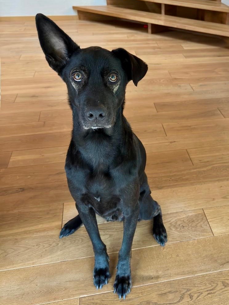 Bitte rette das Leben von unserem jungen Hund «Sol»! campaign photo, 5 of 6