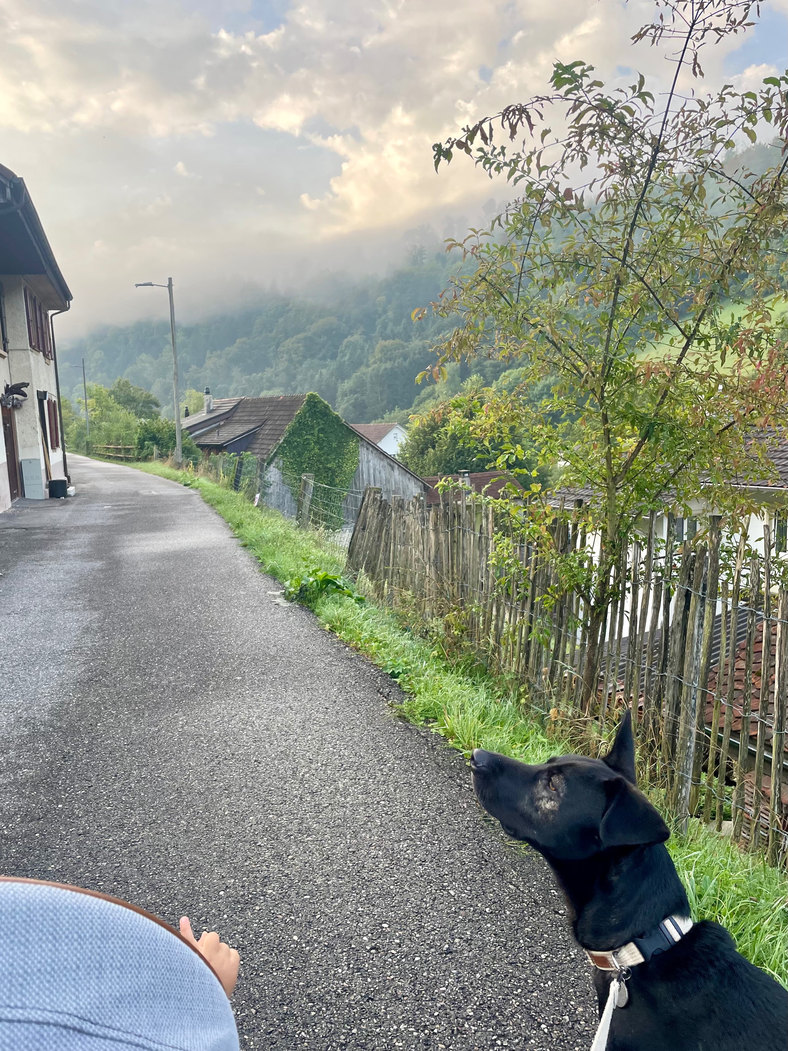 Bitte rette das Leben von unserem jungen Hund «Sol»! campaign photo, 4 of 6