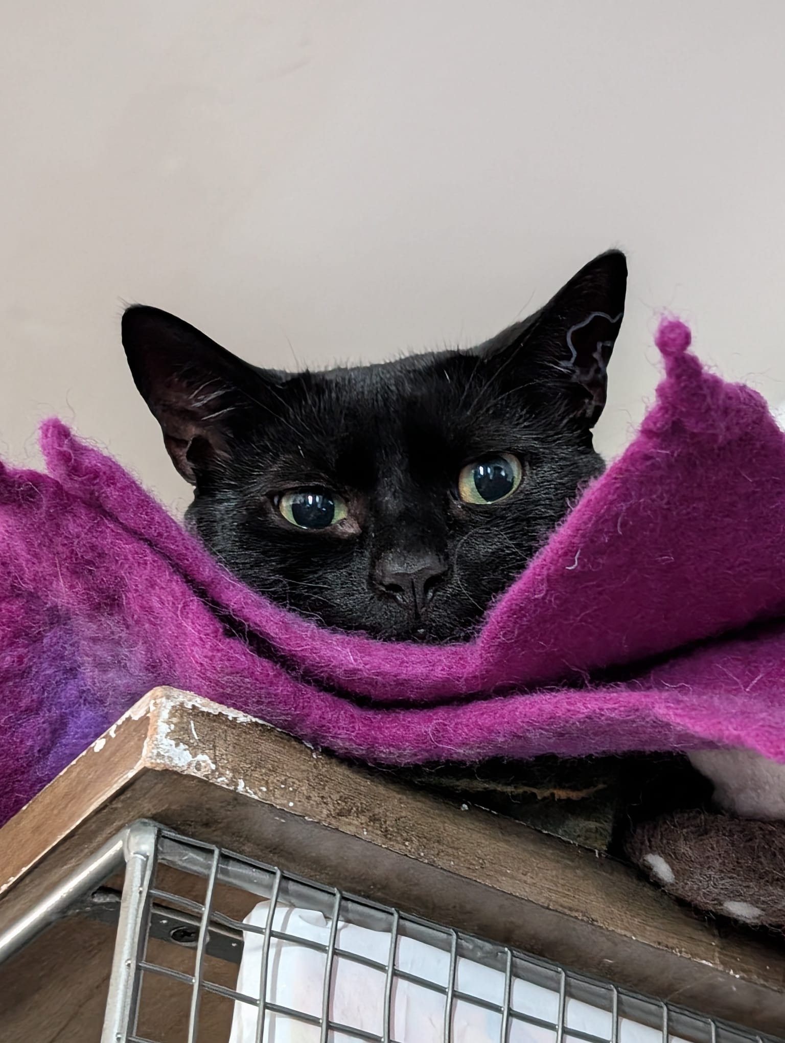 Please help with Verge's specialist vet bills campaign photo, 5 of 6