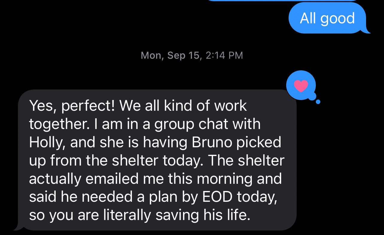 Please donate to help Bruno until he finds his forever home. campaign photo, 7 of 8