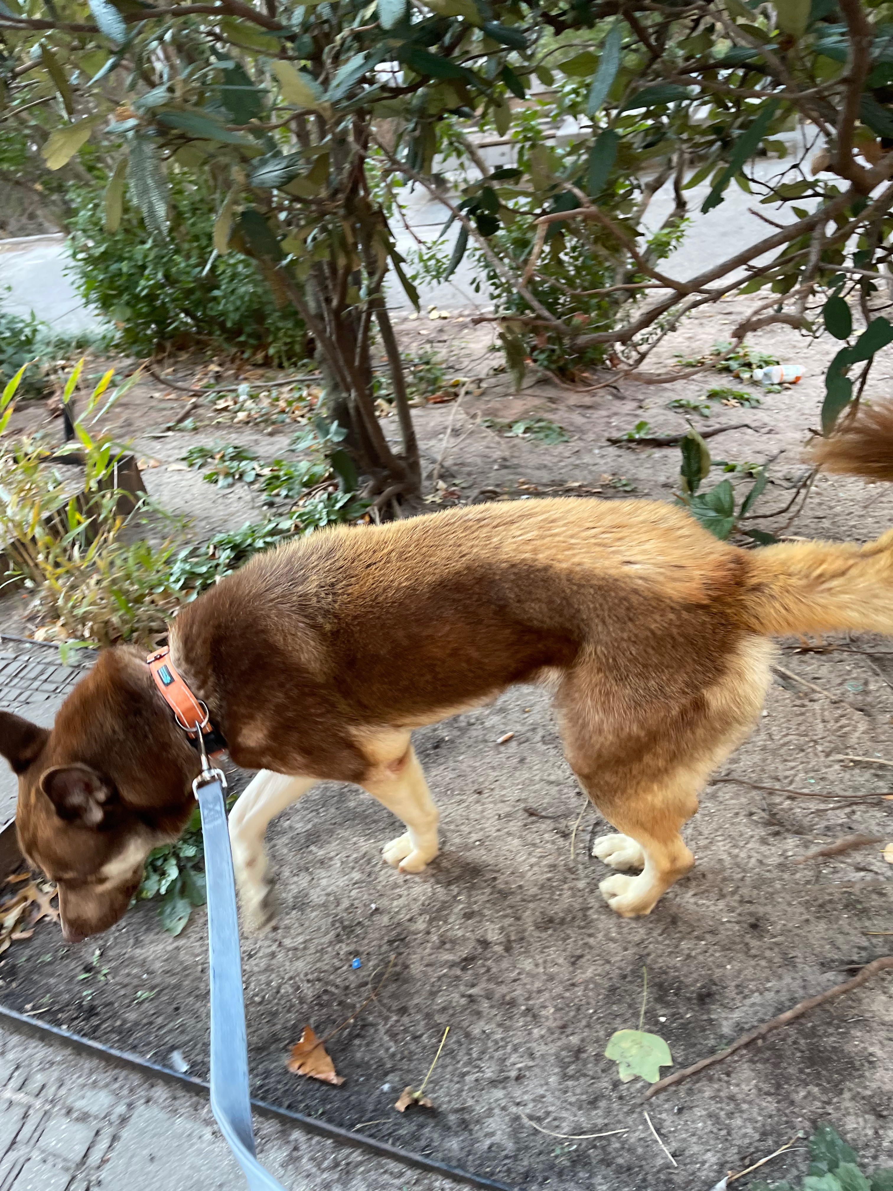 Please donate to help Bruno until he finds his forever home. campaign photo, 5 of 8