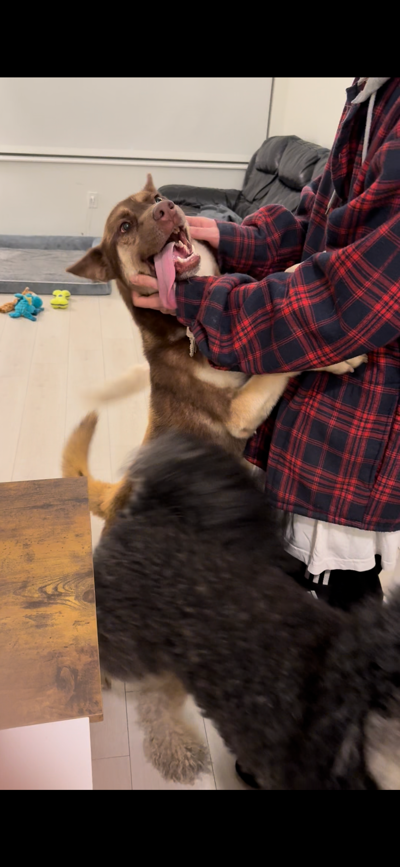 Please donate to help Bruno until he finds his forever home. campaign photo, 6 of 8