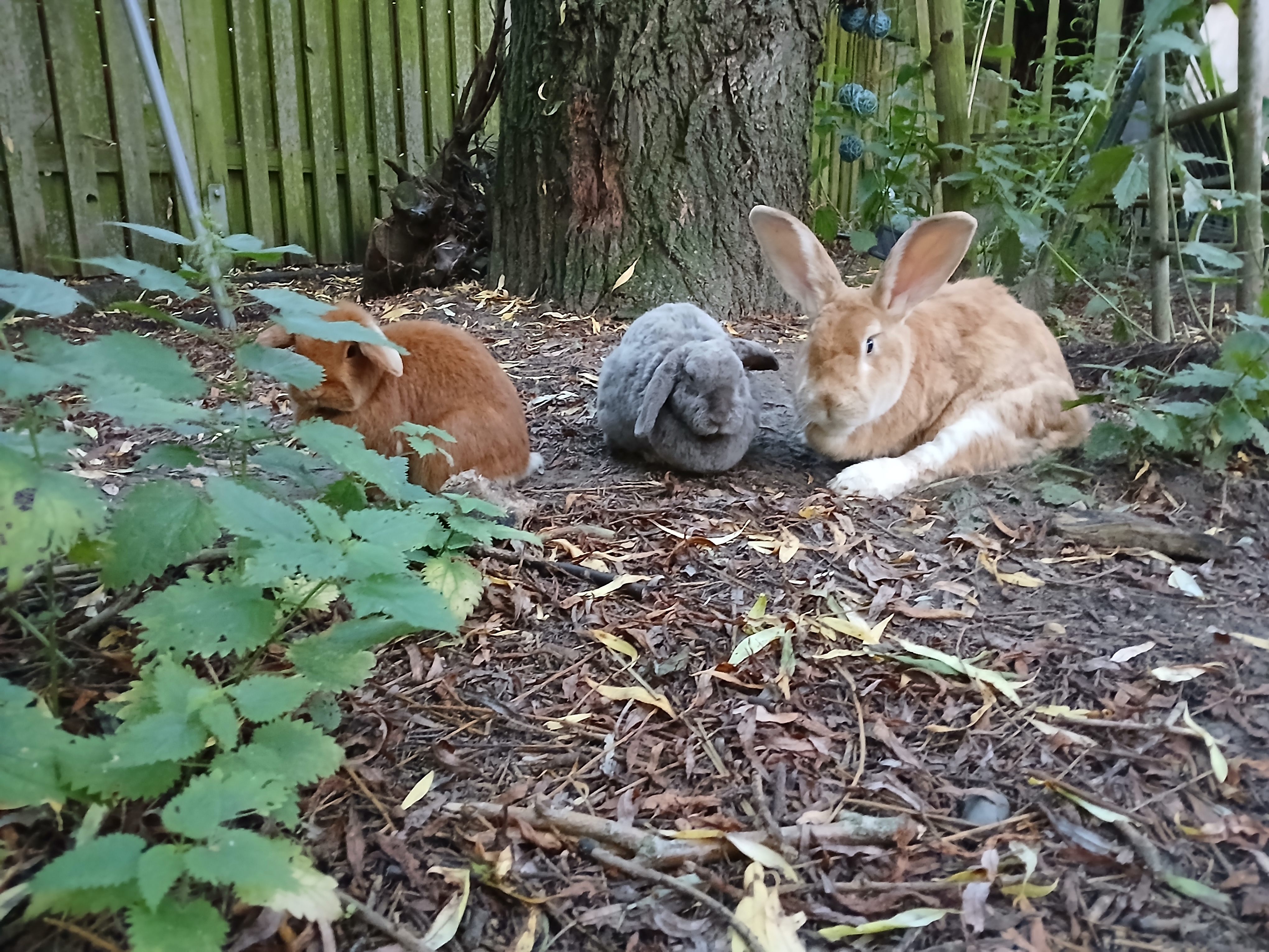 Notpflegestelle für 35 Tiere retten campaign photo, 6 of 8