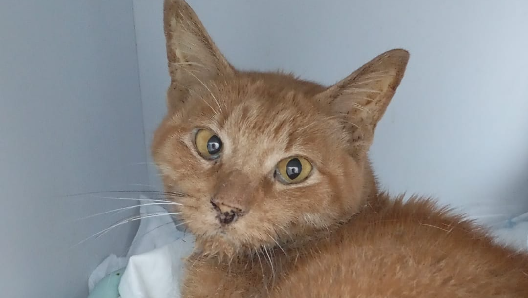 Please Help Tigger the poorly stray photo