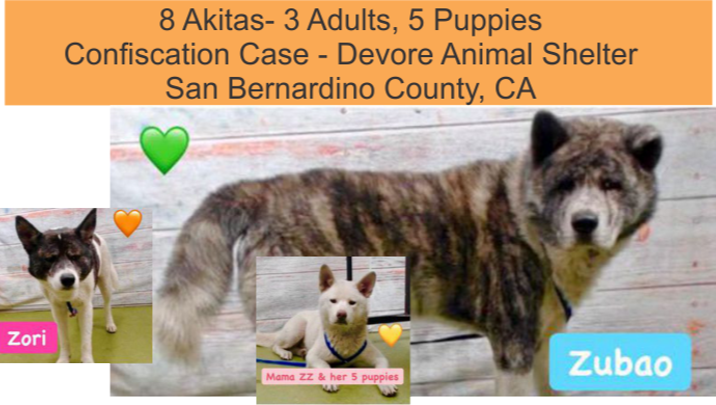 The Lives of 8 Purebred Akitas-Rescued, Not Once, but Twice