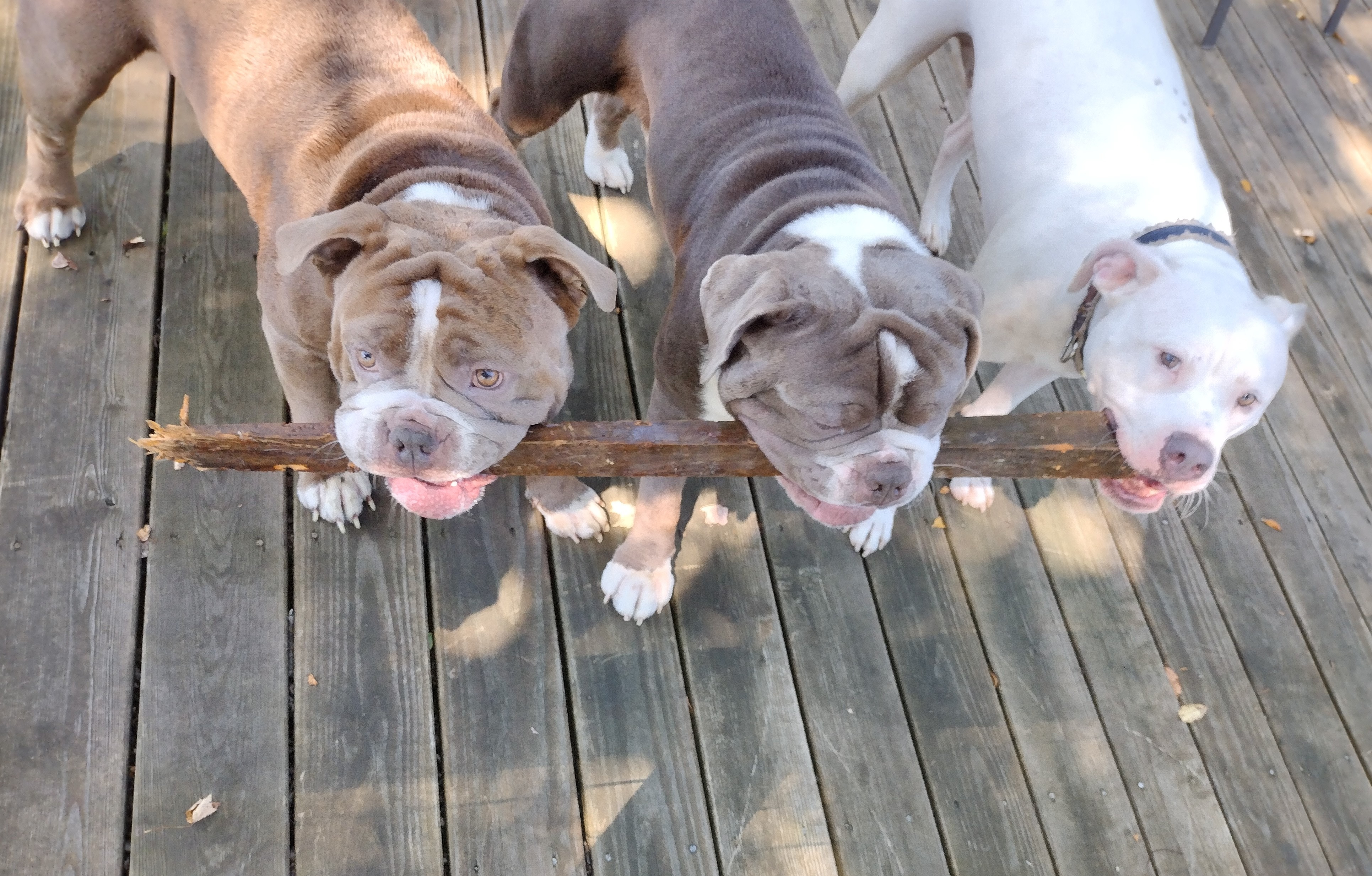 Gus and Otis get healthy campaign photo, 5 of 6