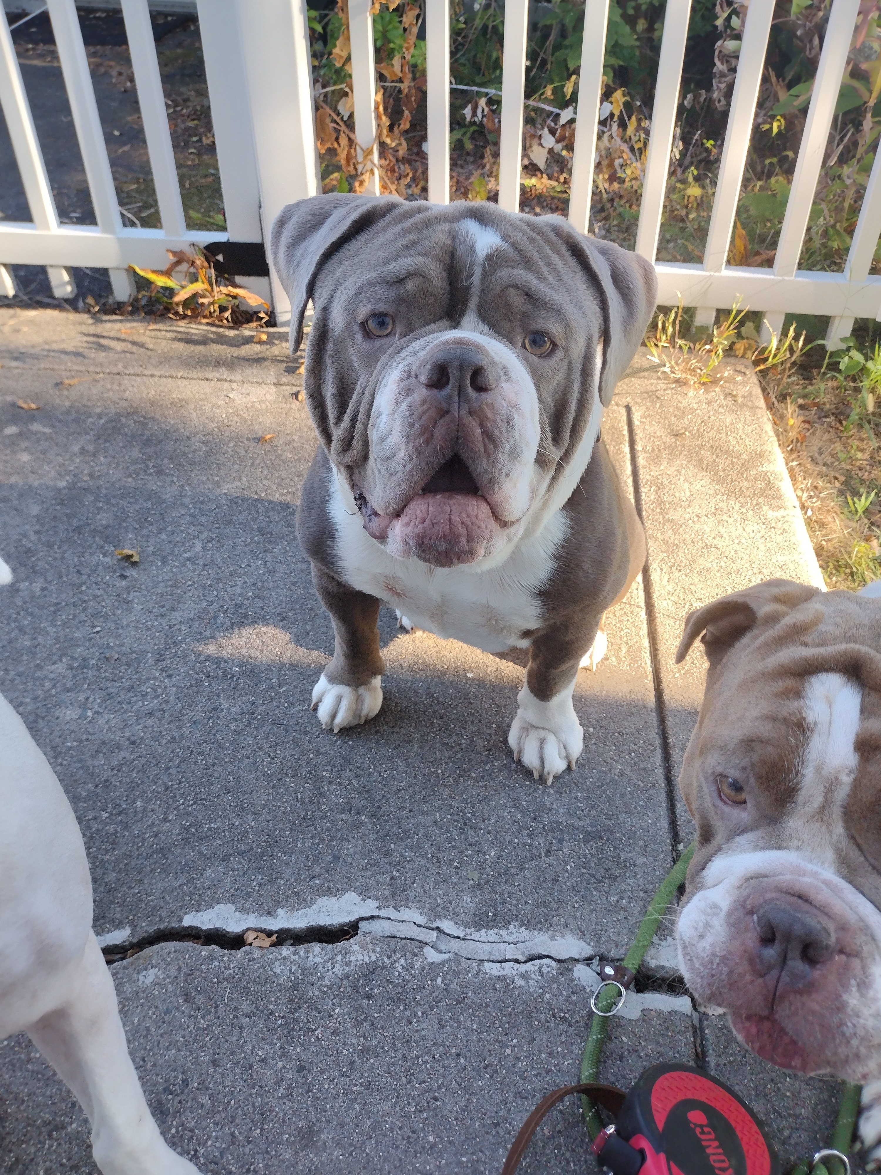 Gus and Otis get healthy campaign photo, 2 of 6