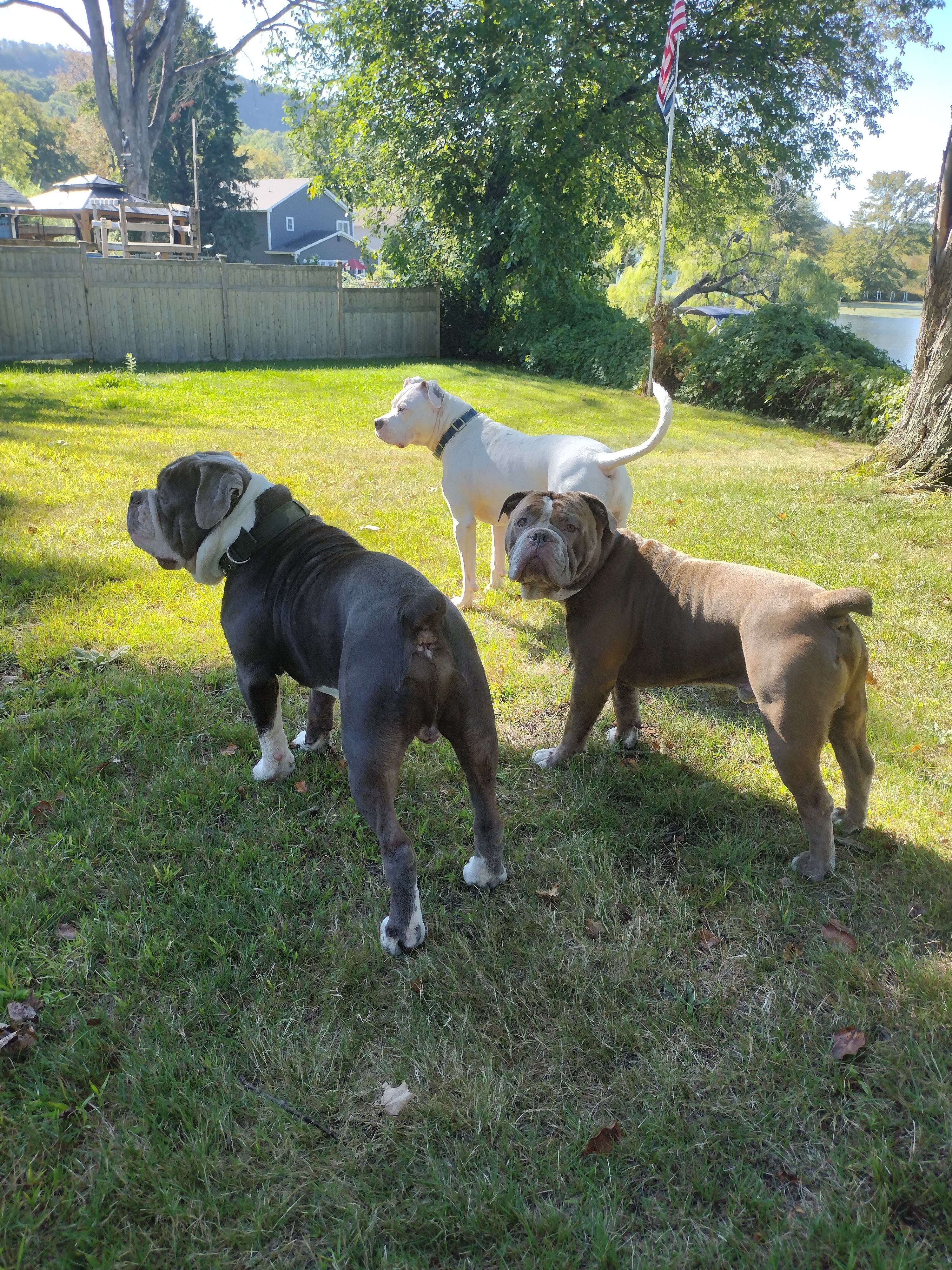 Gus and Otis get healthy campaign photo, 4 of 6