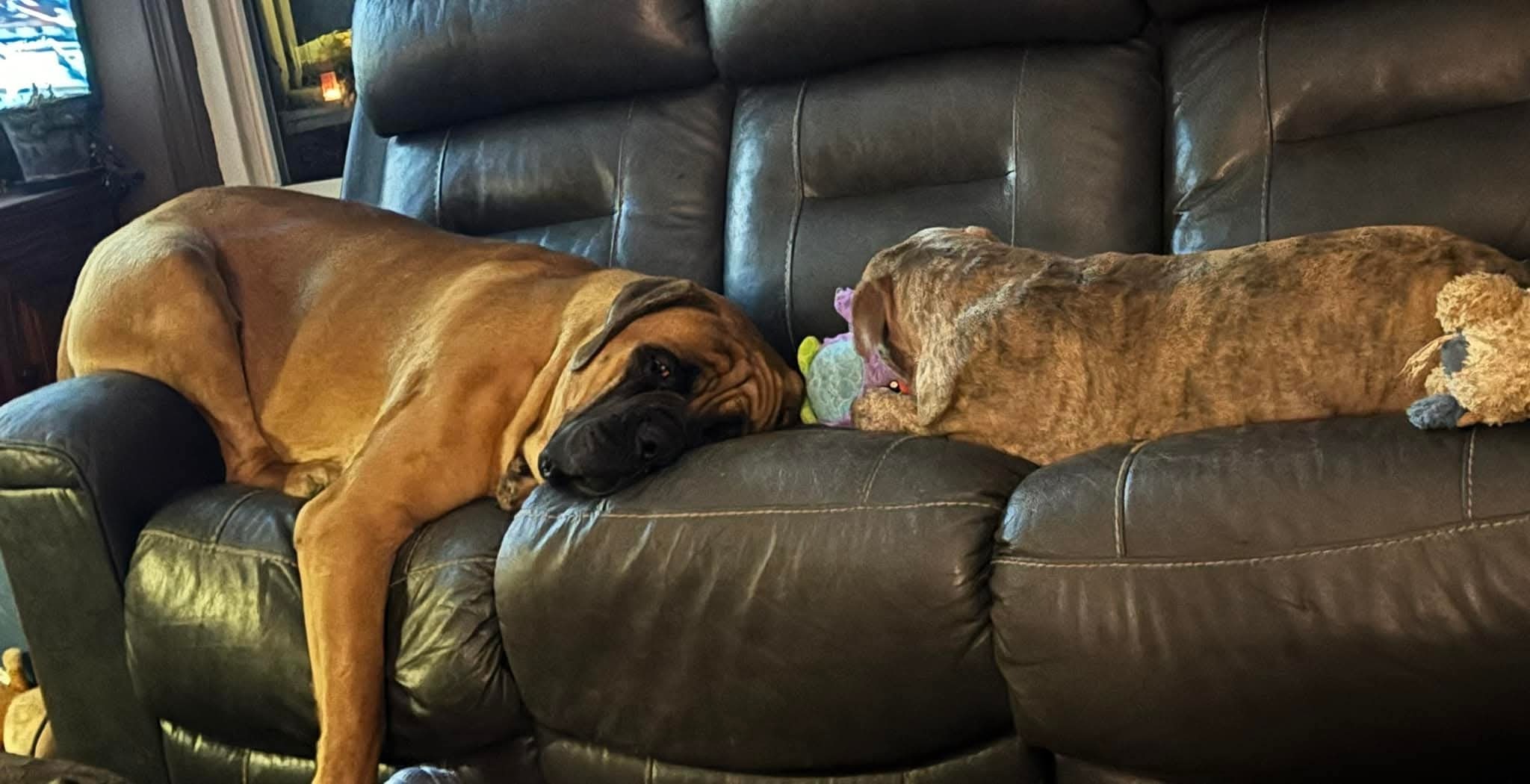 Help Mack Recover From Snake Bite campaign photo, 4 of 8