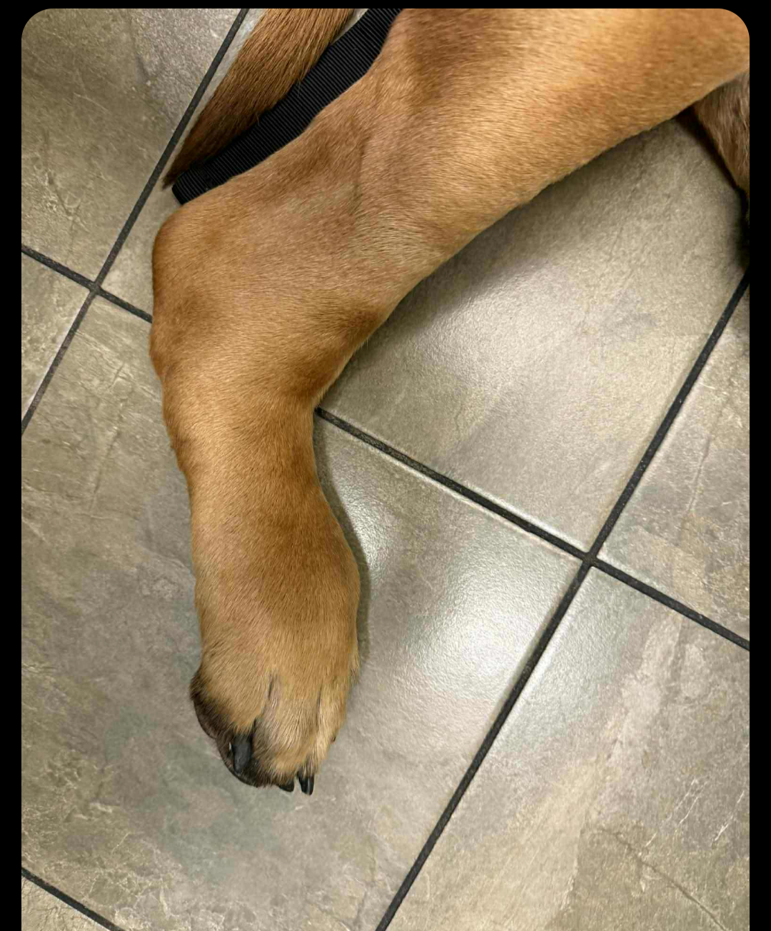 Help Mack Recover From Snake Bite campaign photo, 5 of 8