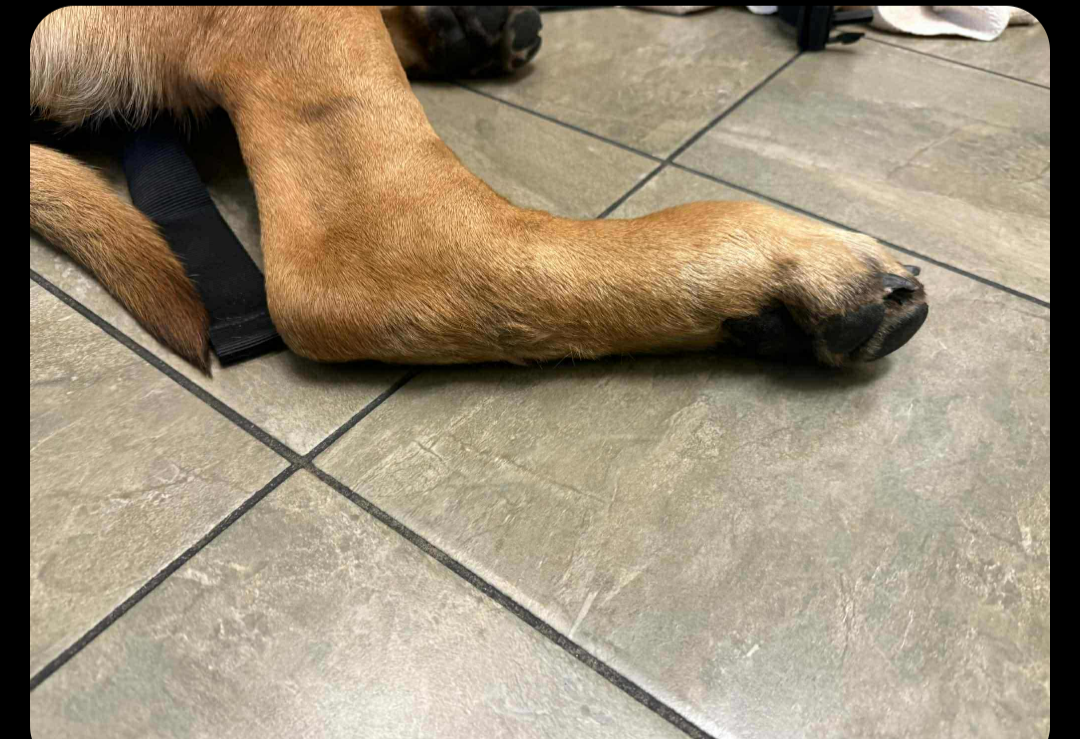 Help Mack Recover From Snake Bite campaign photo, 6 of 8