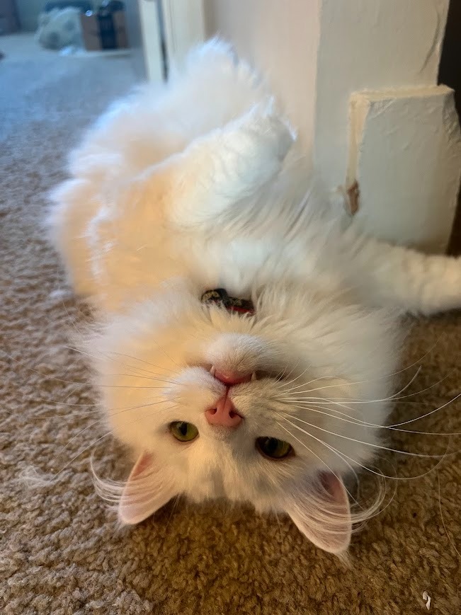 Help Mr. Waffles Get Lifesaving Surgery campaign photo, 4 of 6