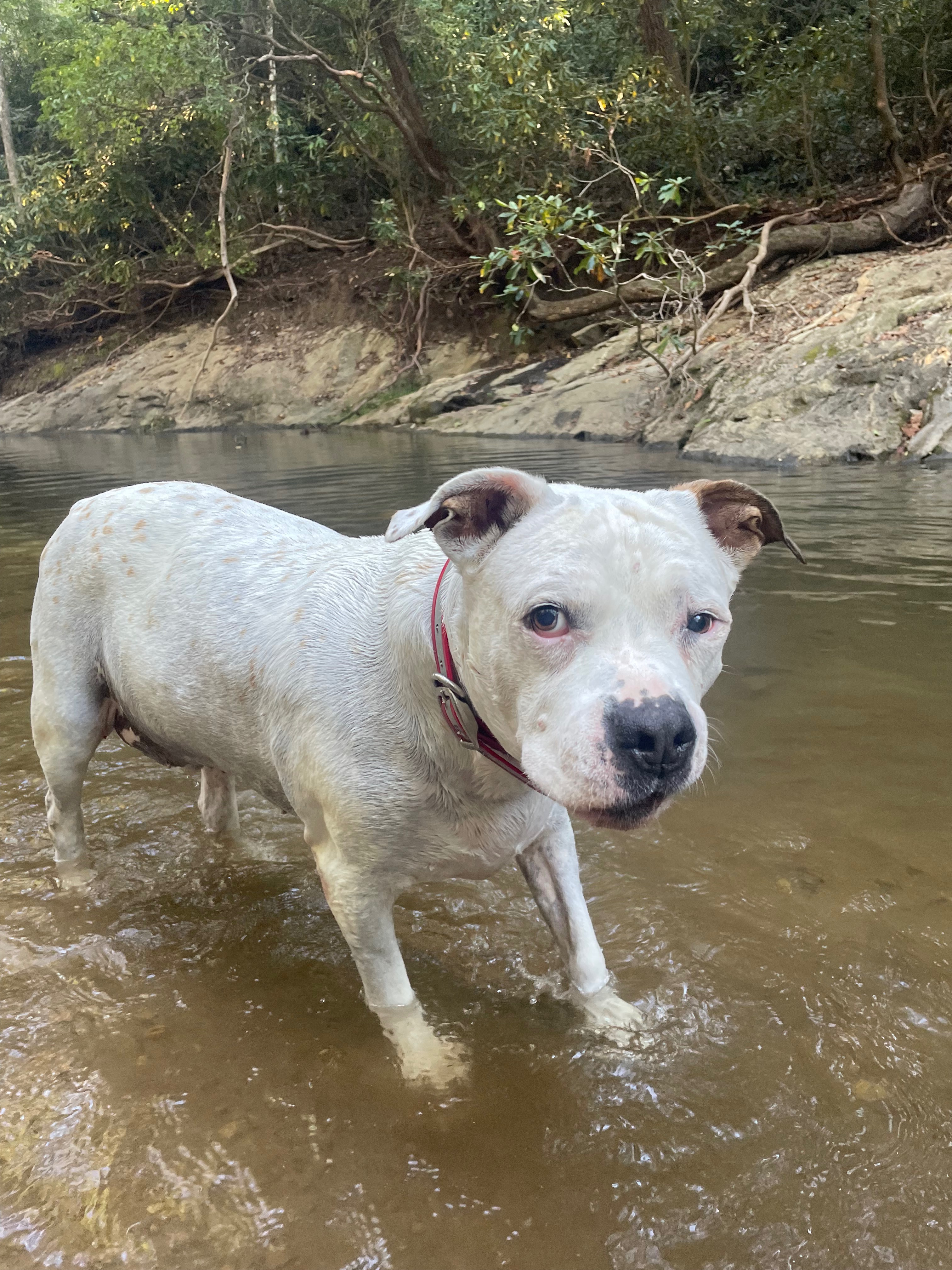 Help Us Give Matix a Gentle, Natural Path Through Cancer campaign photo, 2 of 7