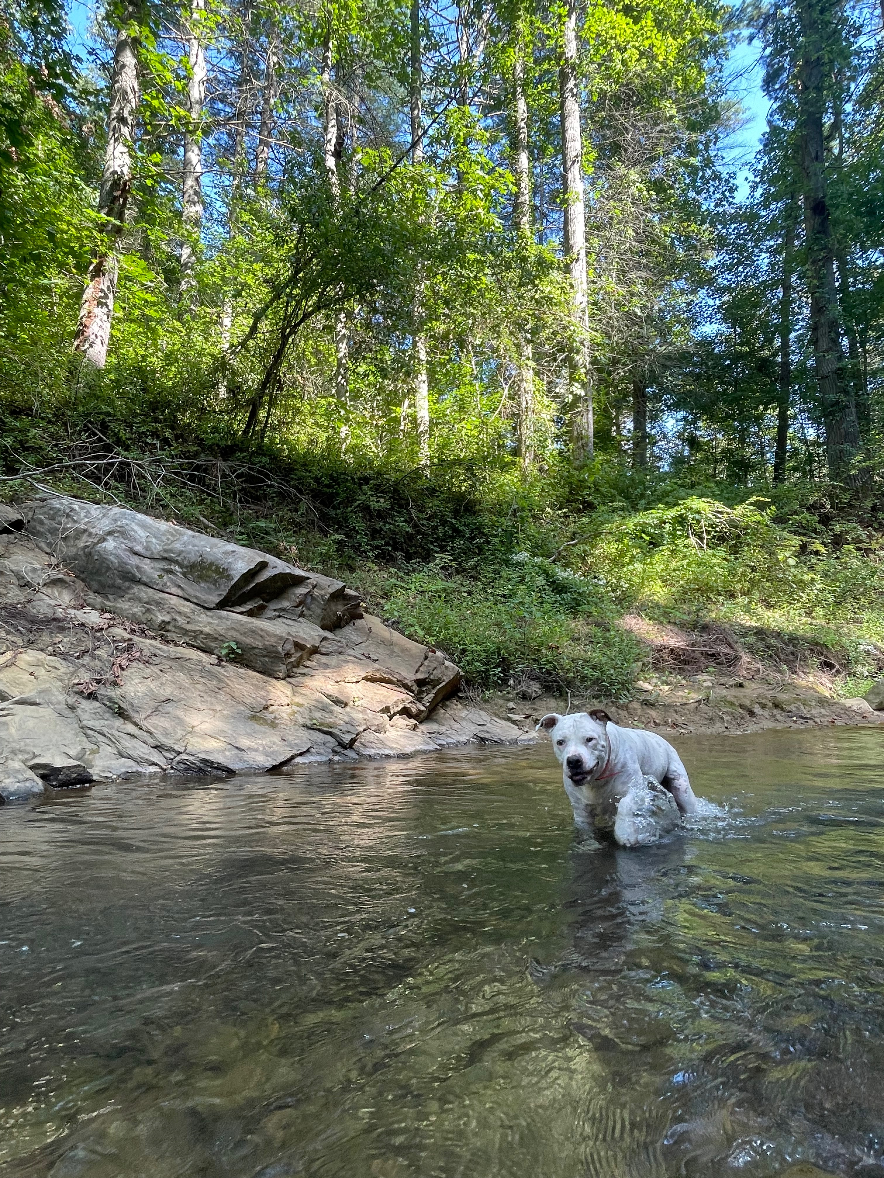 Help Us Give Matix a Gentle, Natural Path Through Cancer campaign photo, 4 of 7