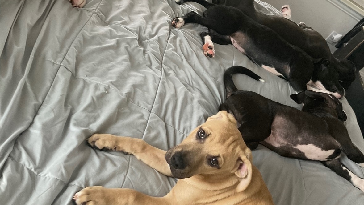 Help Kindra Fix and Care for Rescued Dogs photo