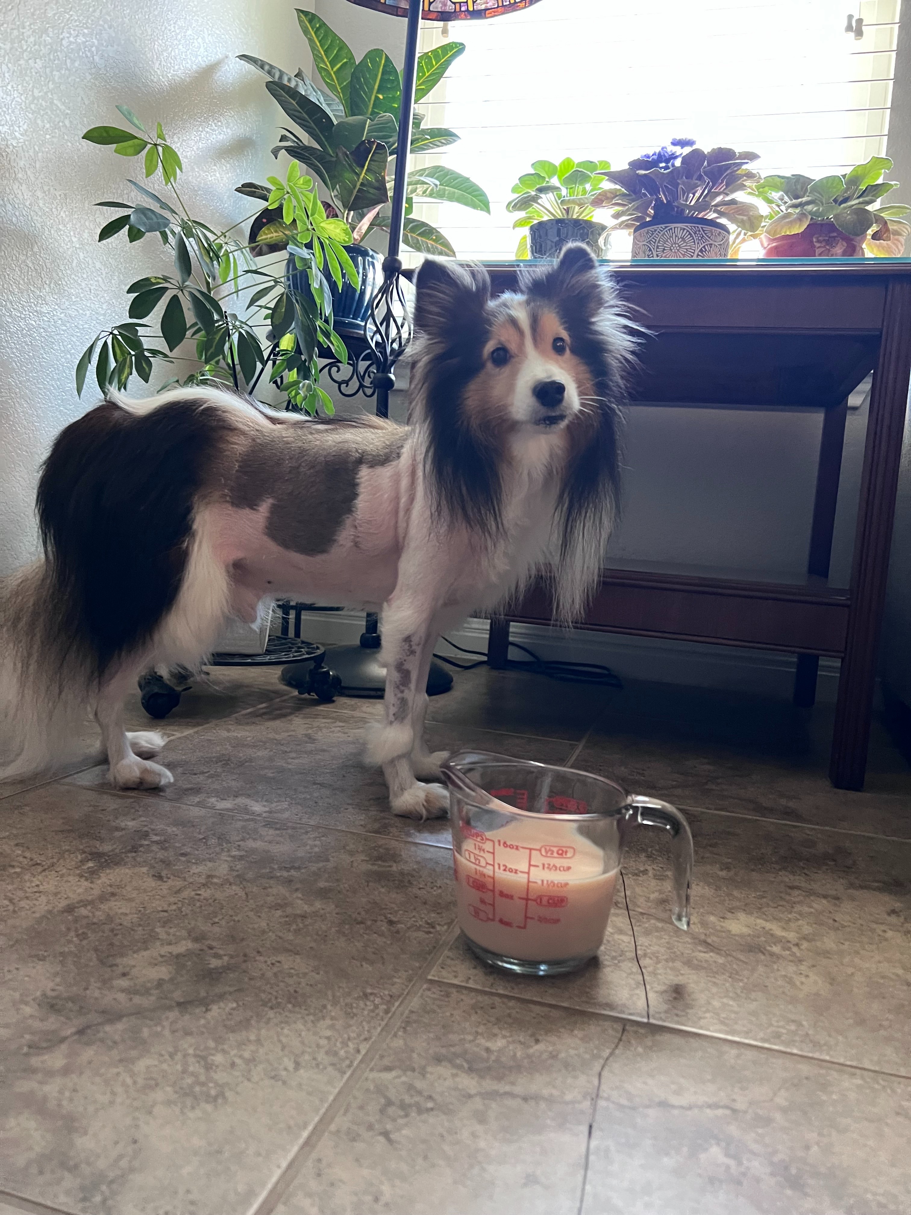 Help Save Sterling - Jessie's Silver Lining campaign photo, 7 of 8