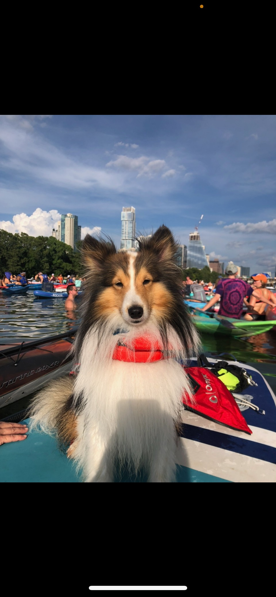 Help Save Sterling - Jessie's Silver Lining campaign photo, 5 of 8