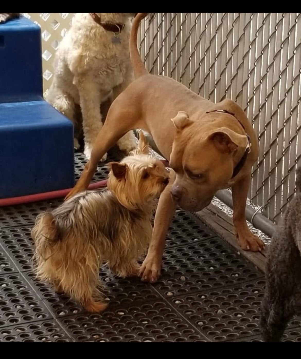 Help Marta Save Her Home and Doggie Daycare campaign photo, 5 of 8