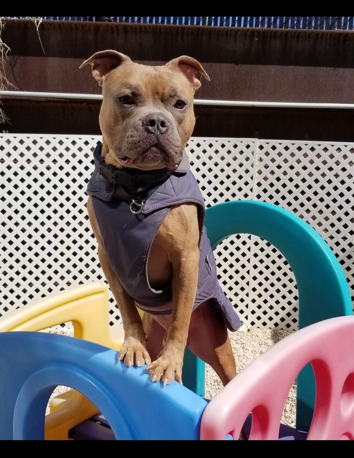 Help Marta Save Her Home and Doggie Daycare campaign photo, 6 of 8