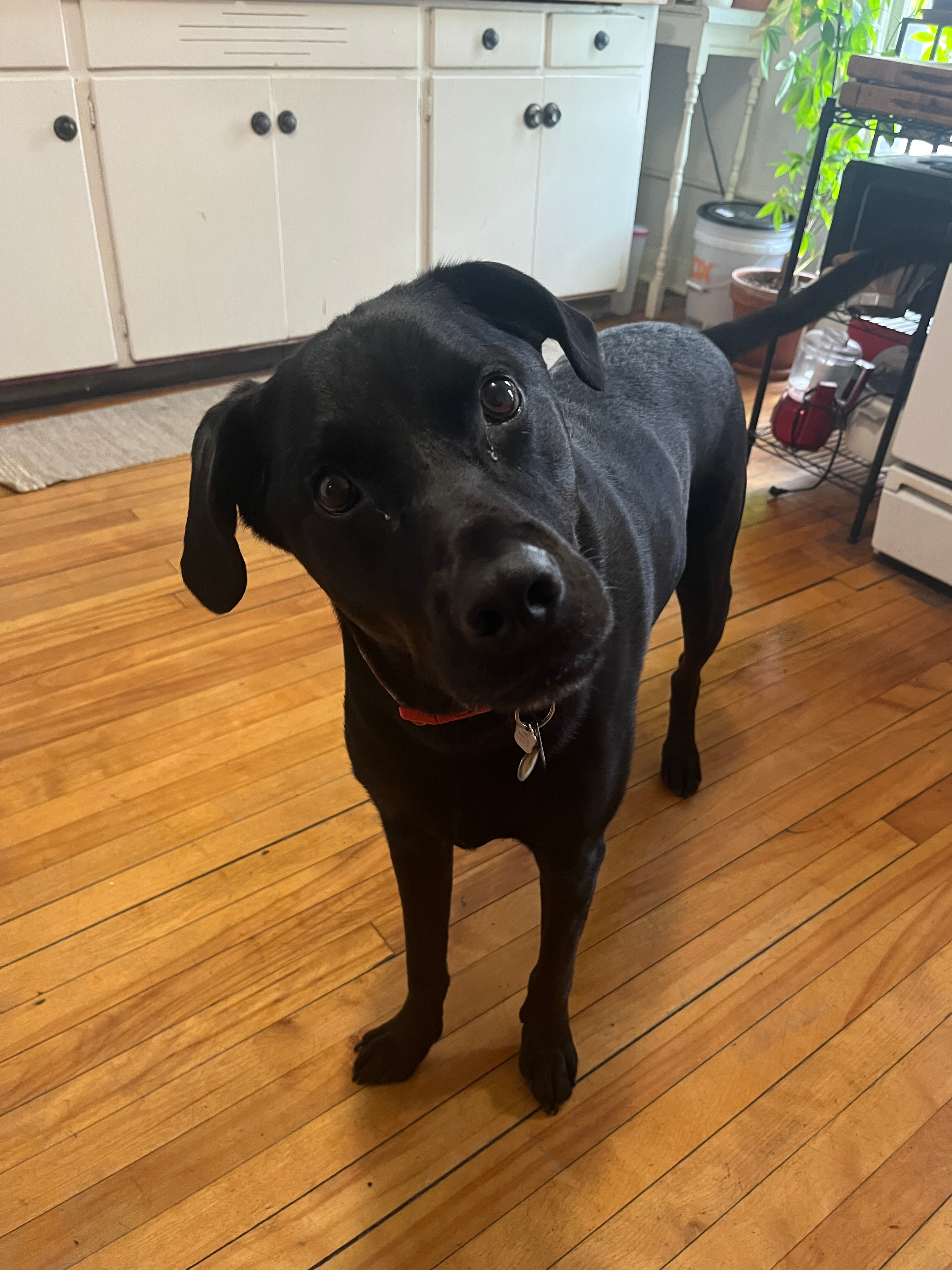 Help contribute to Loki's TPLO sugery campaign photo, 7 of 8